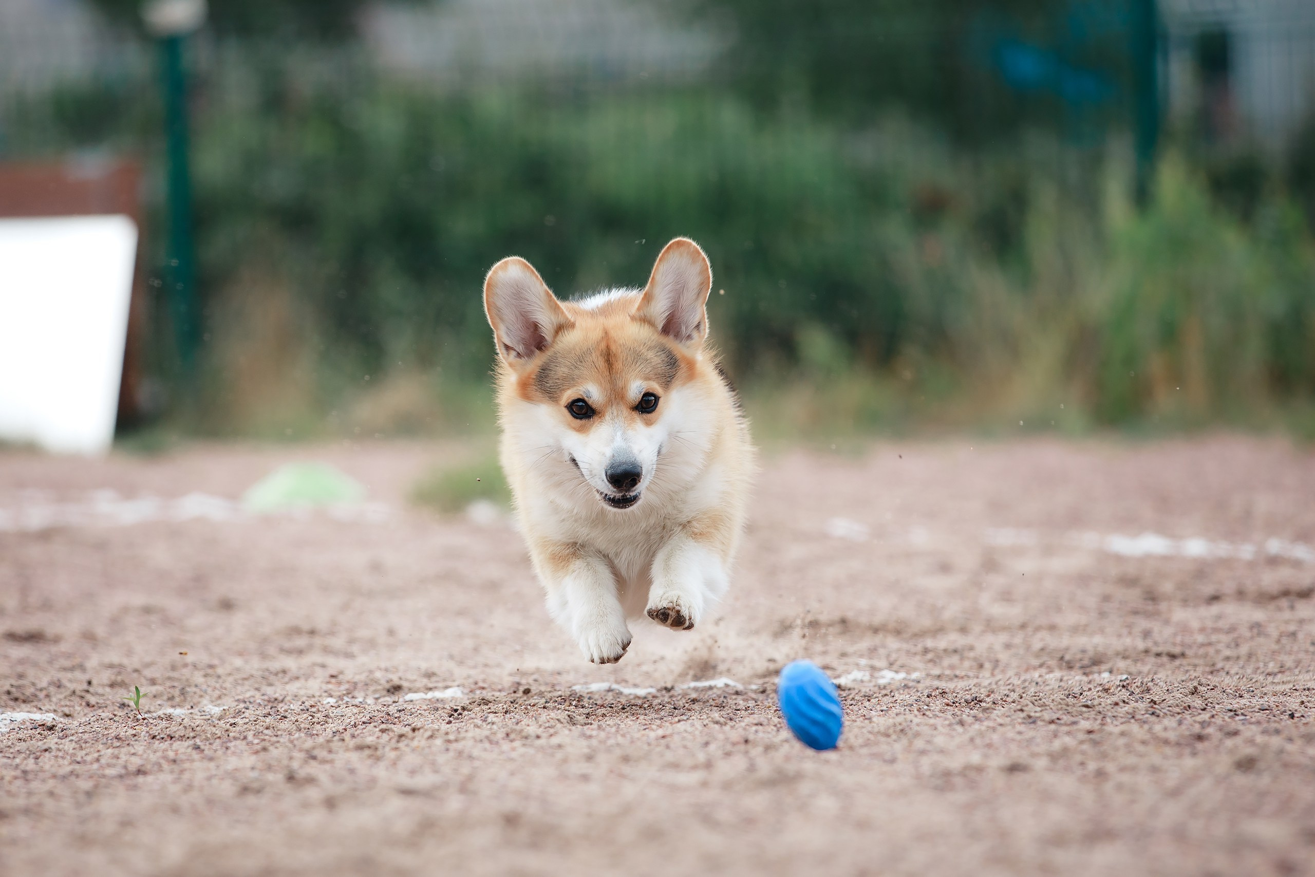 Питч&Гоу + веселые старты. Фотограф-анималист Mary Mart — Москва, Питер