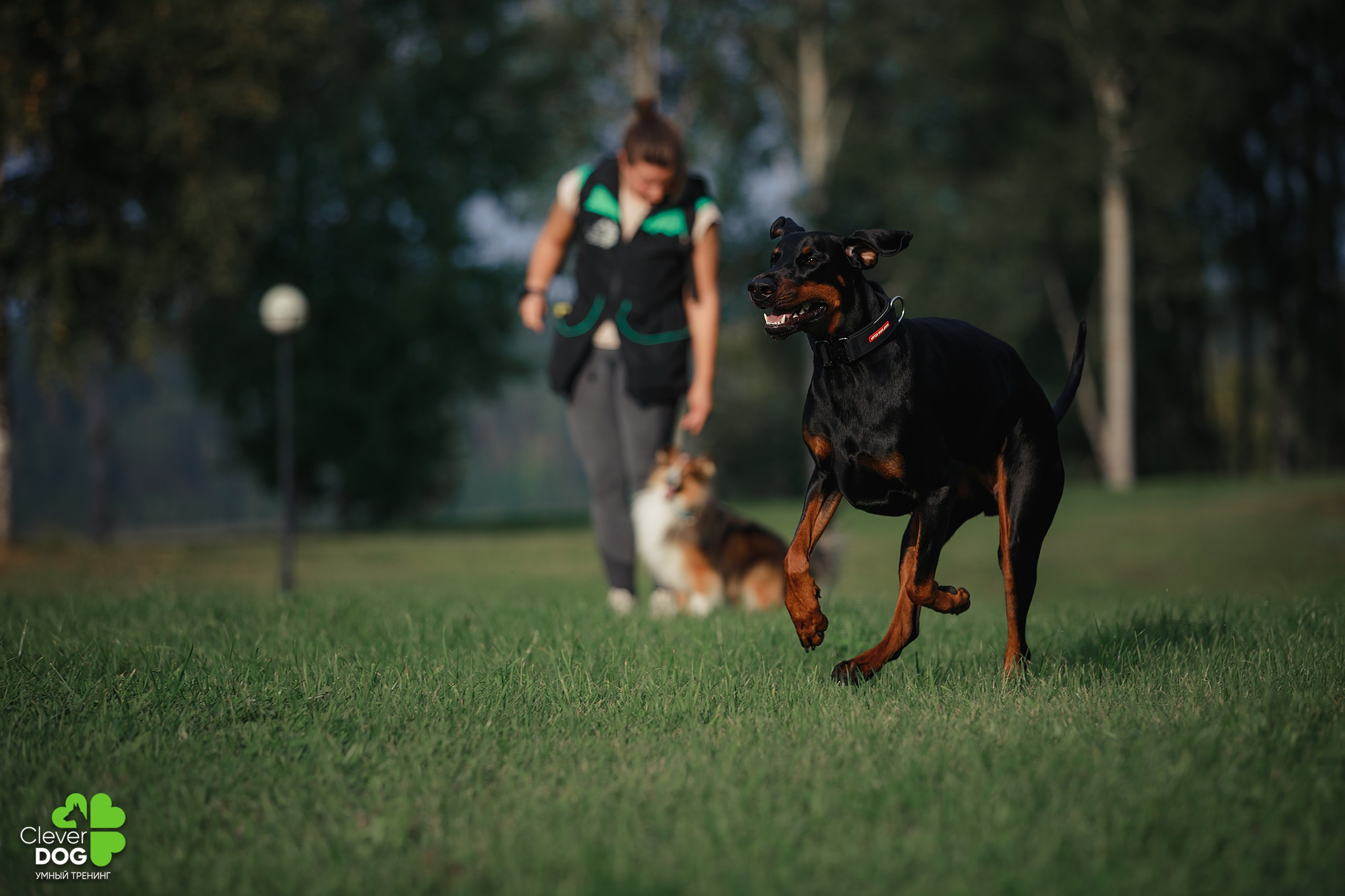 Кинологический лагерь CleverDog, 2024. Фотограф-анималист Mary Mart — Москва, Питер