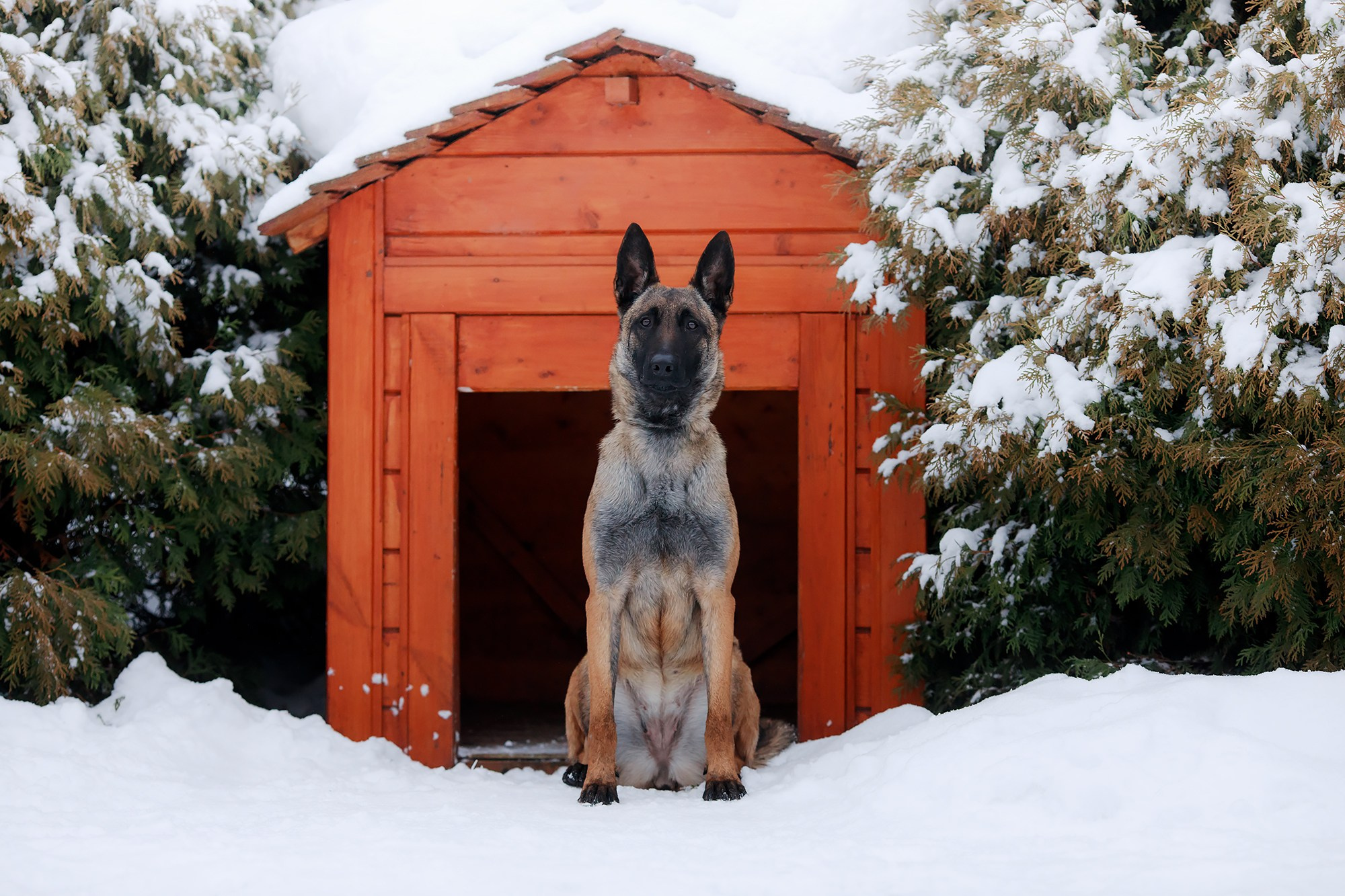Зимние портреты. Фотограф-анималист Mary Mart — Москва, Питер