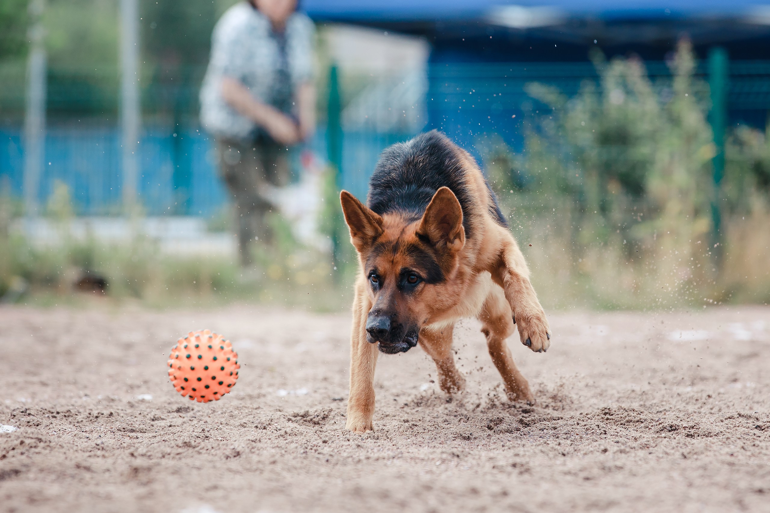 Питч&Гоу + веселые старты. Фотограф-анималист Mary Mart — Москва, Питер