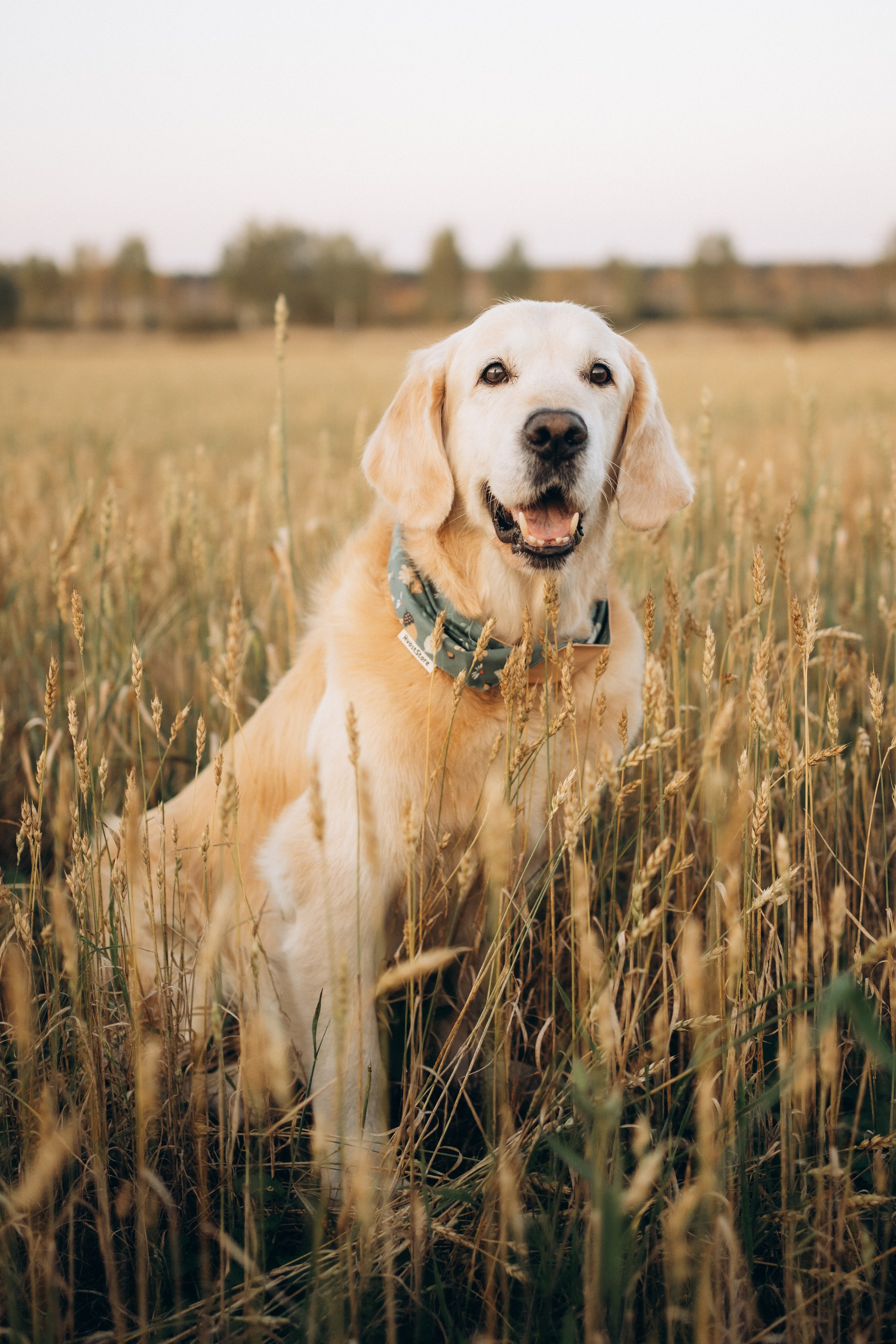 Дарья, Люба и Ред. Фотограф-анималист Анастасия Большакова