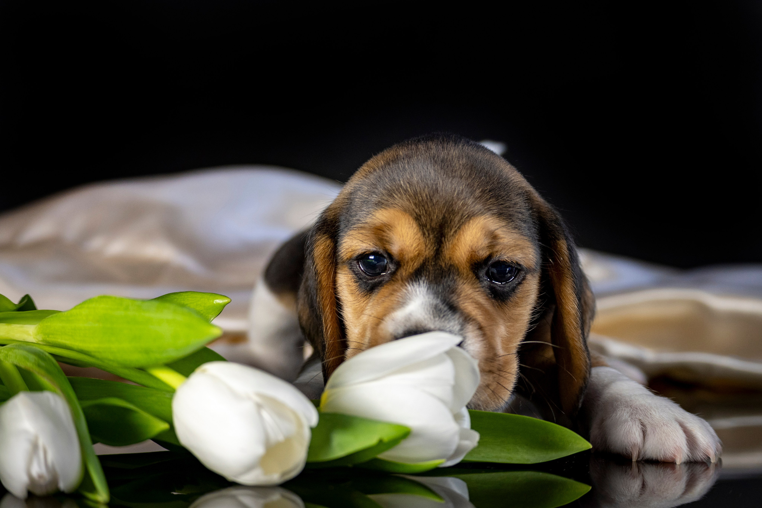 Фотограф анималист в Санкт-Петербурге Таша Крейв