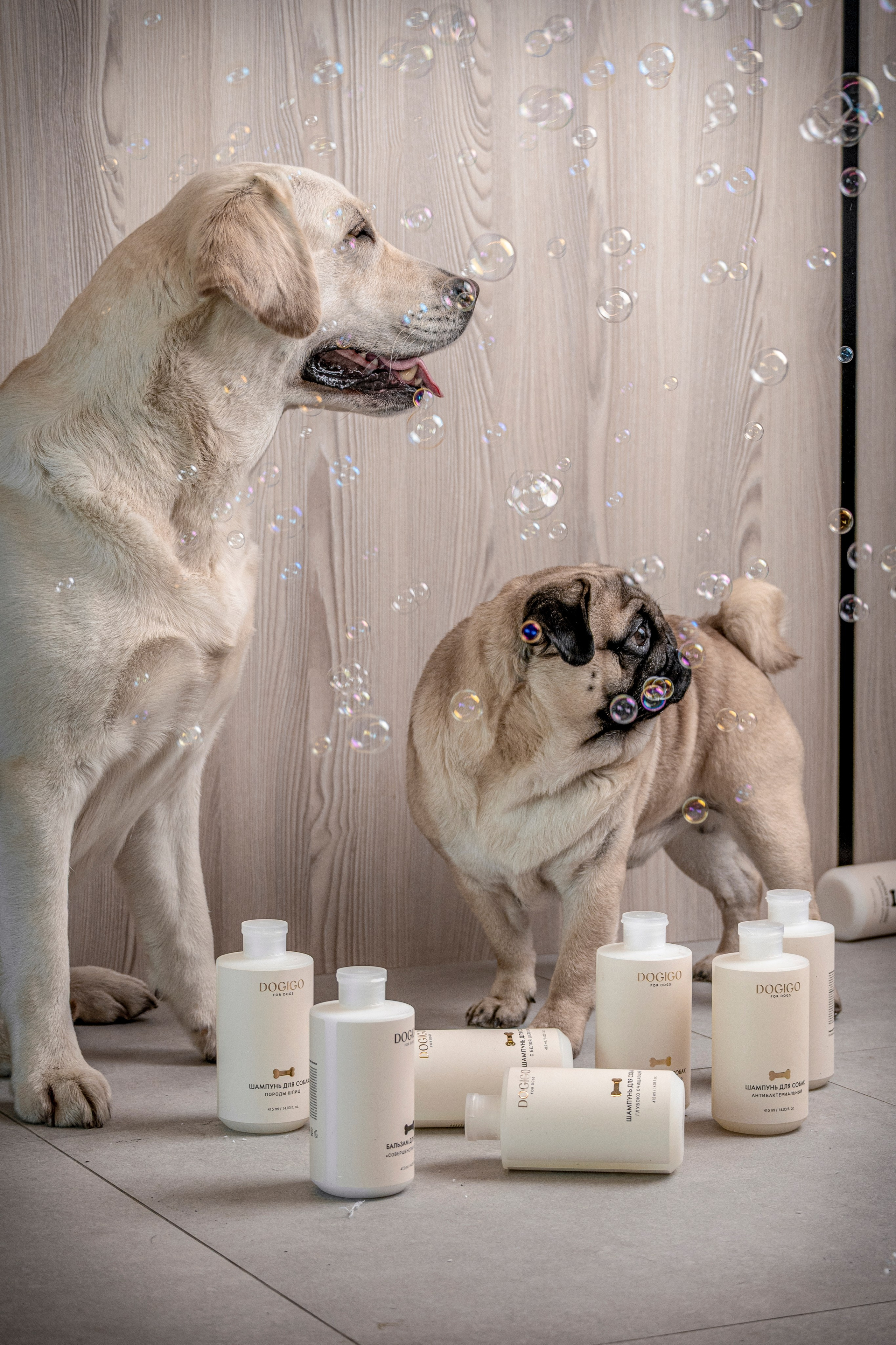 DOGIGO. Фотограф анималист в Санкт-Петербурге Таша Крейв