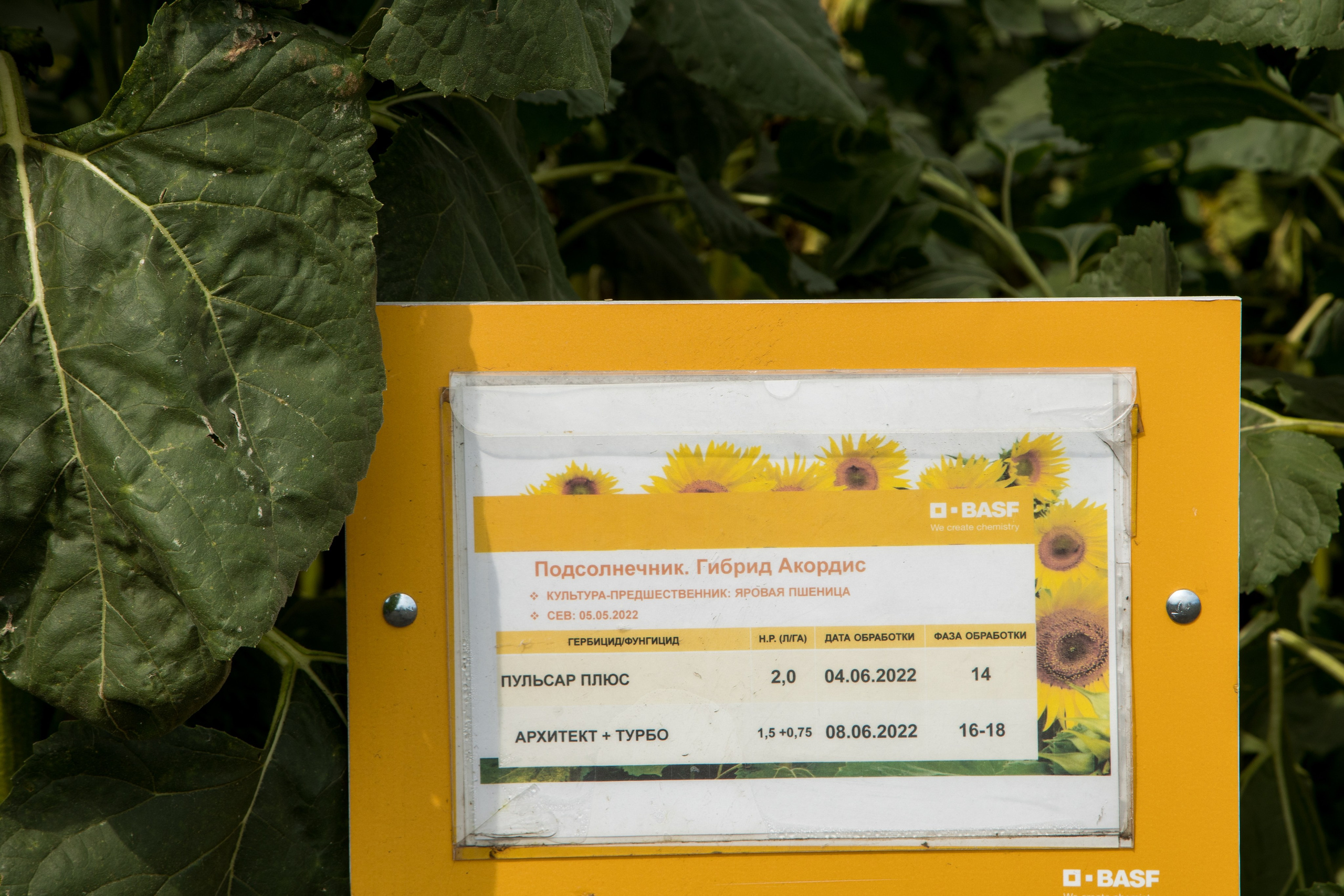 Решения для сельского хозяйства BASF 16.08.2022. Владислав Волков | Фотография и видеосъемка в Воронеже