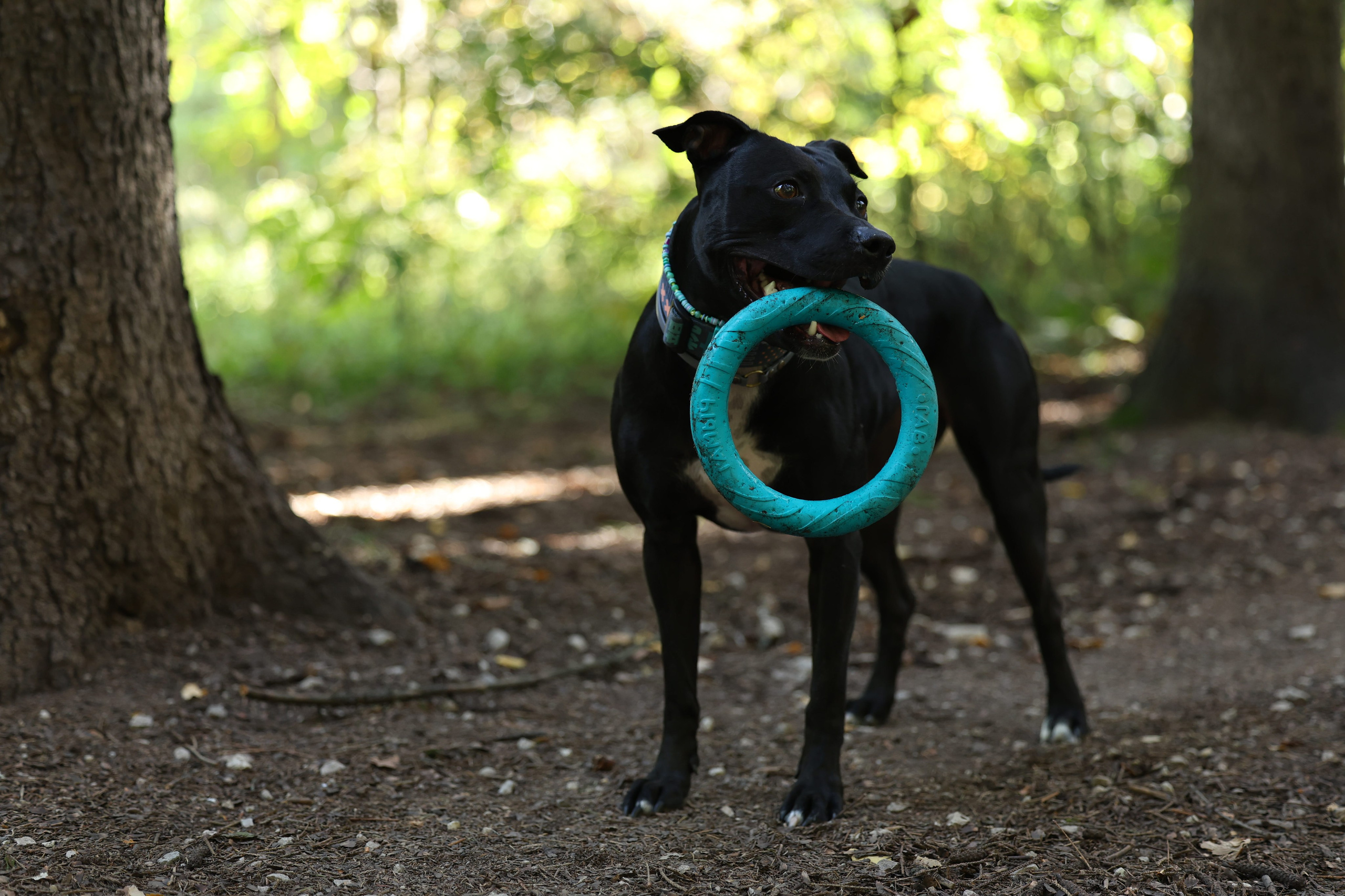 Алена и Бора. Виктория Михайловская. Фотограф-анималист. Москва