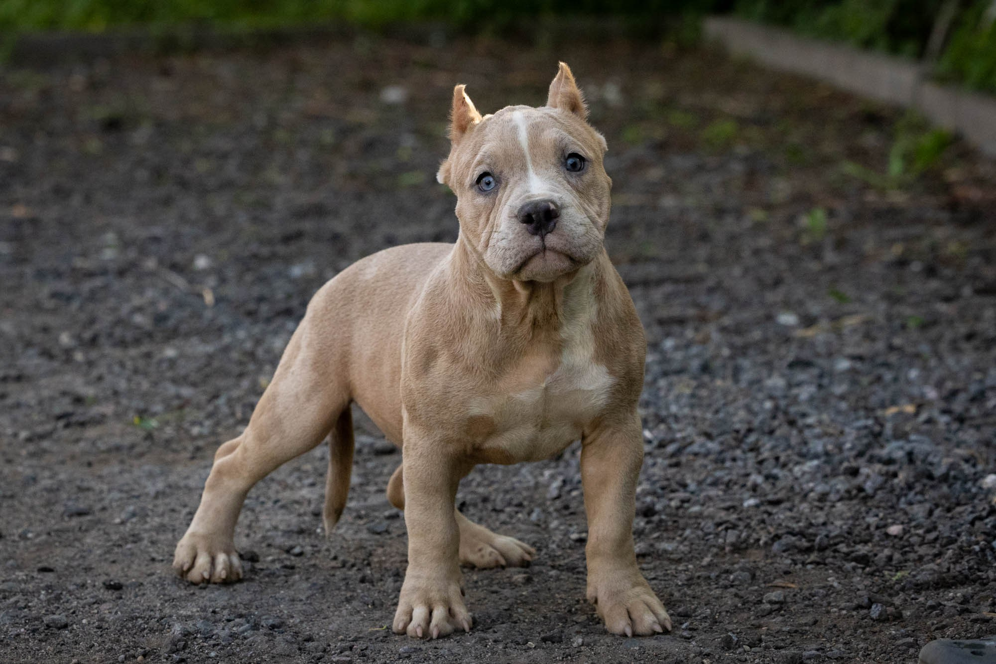 Щенки Тэя. Виктория Михайловская. Фотограф-анималист. Москва