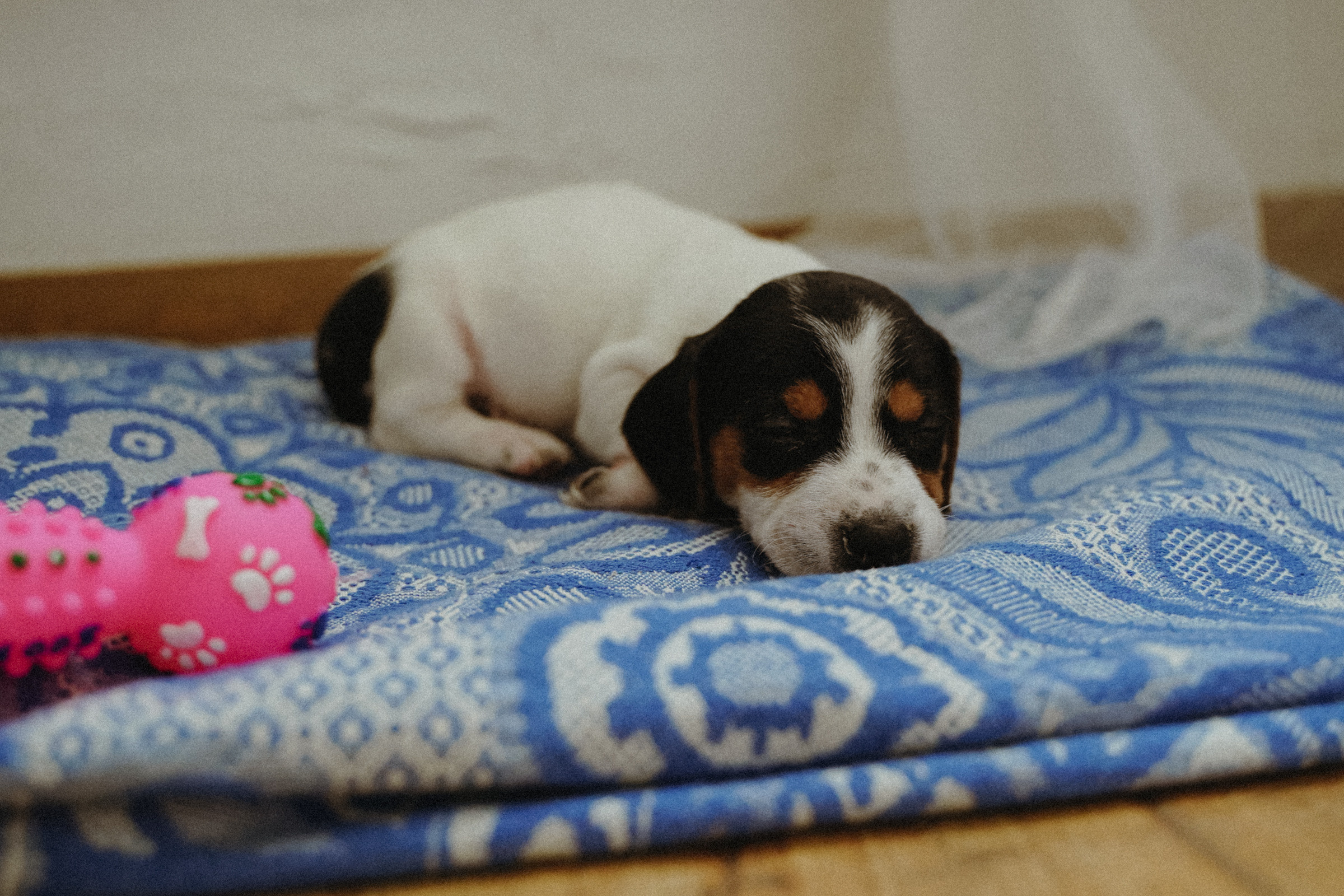 Добро. Фотограф в Ростове-на-Дону и Краснодаре Роман Кудрявцев