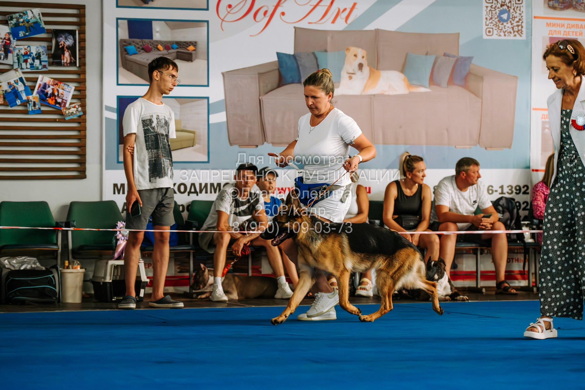 Национальная выставка собак всех пород ранга САС-IKU «Кубок Красноярск. Фотограф Диана Оленина Красноярск / Братск