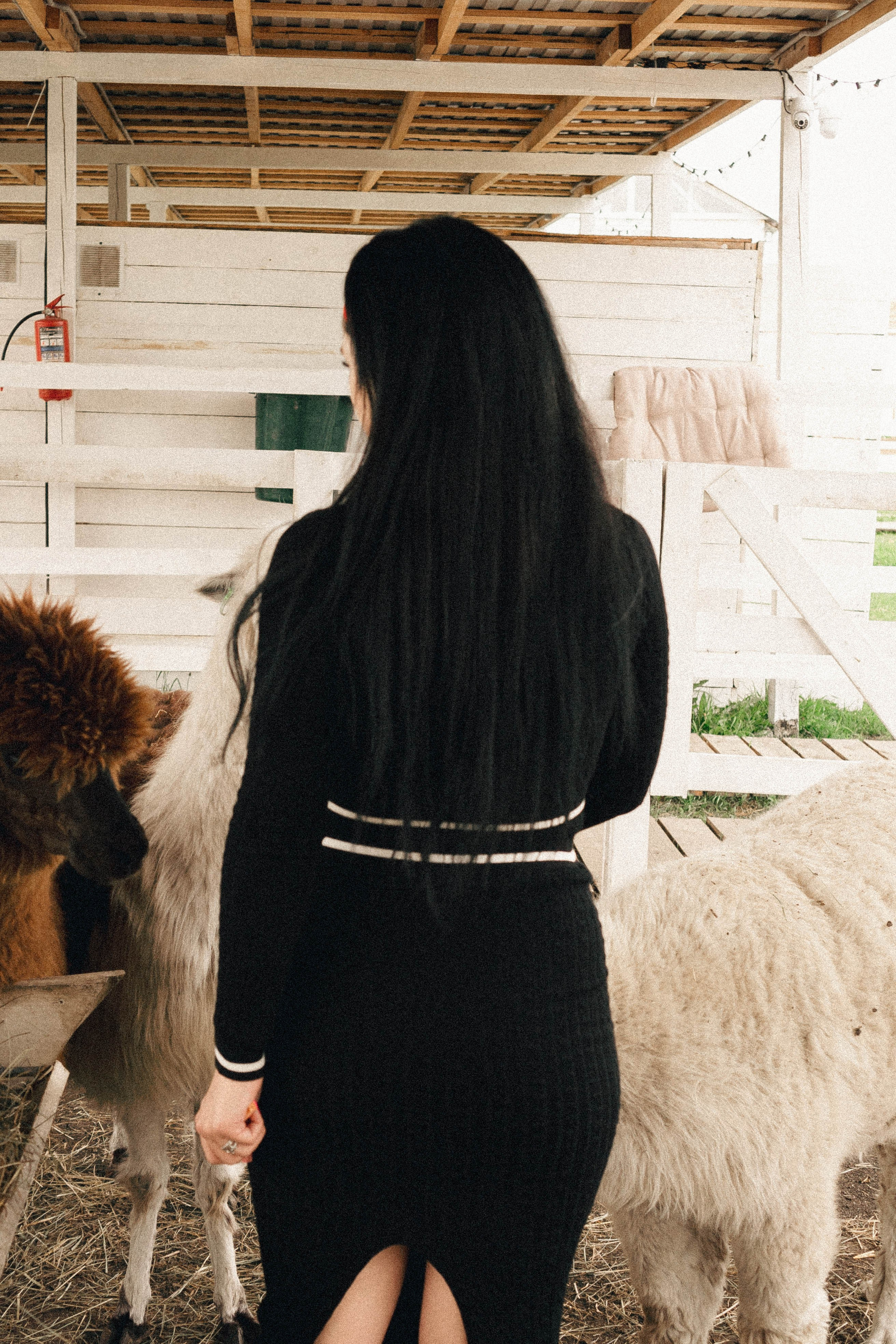 Ферма Альпак. Профессиональный фотограф, Санкт-Петербург — Виктория Богомолова