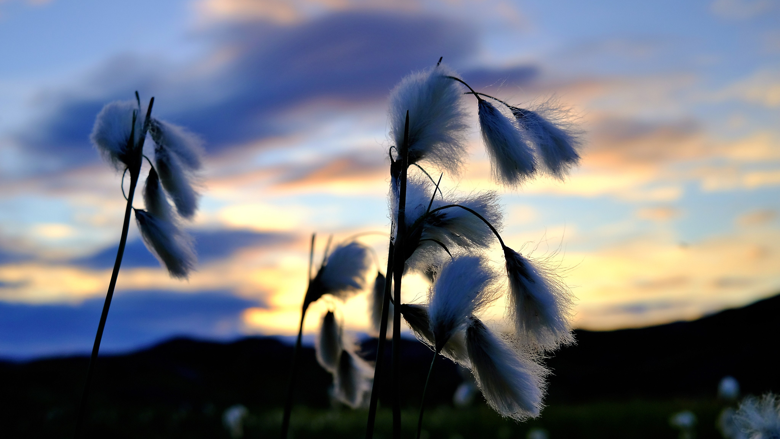 Мир растений. Пейзажи Крайнего Севера. Баренцево море, Рыбачий, Средний, Немецкий