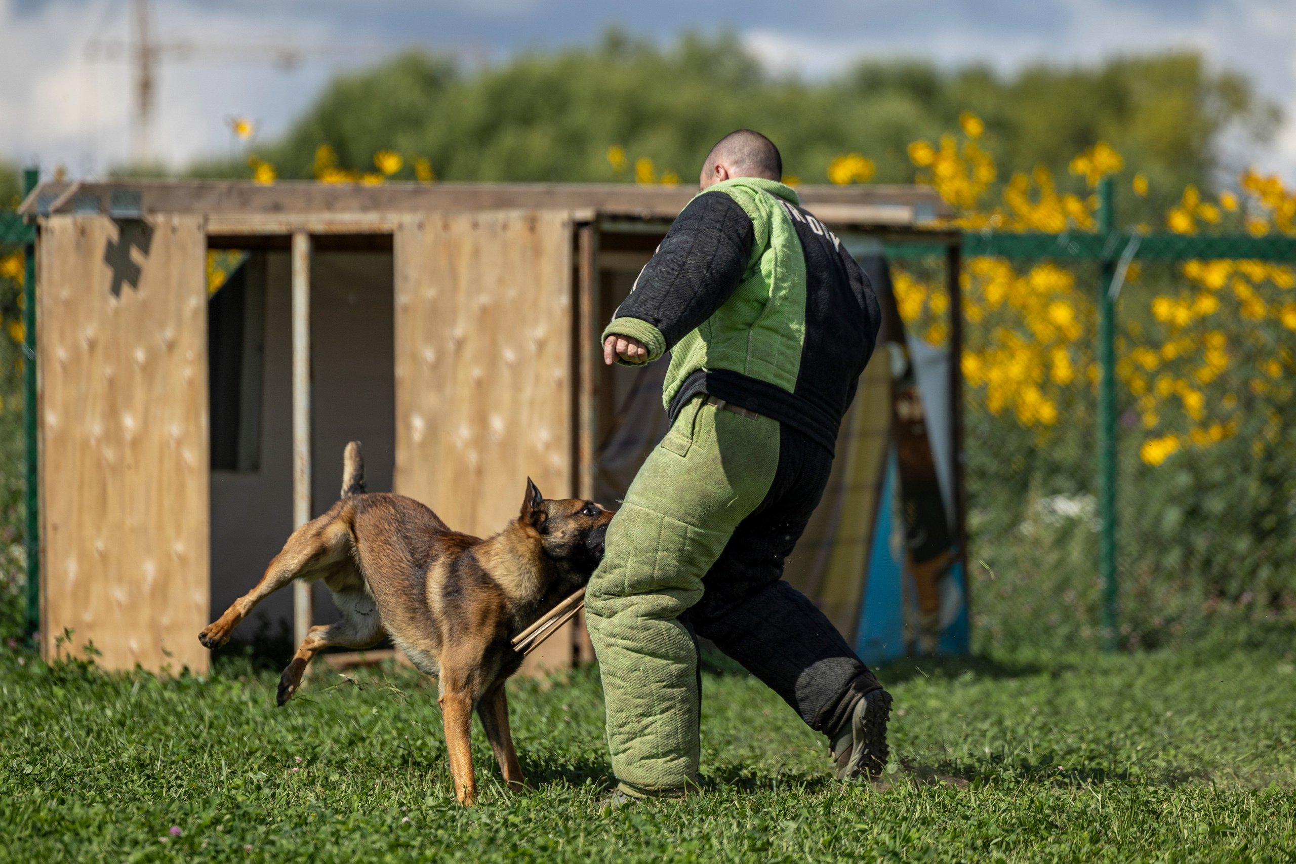 Соревнования по Мондьорингу г. Вологда 10-11.08.2024. Фотограф-анималист Анна Маринич