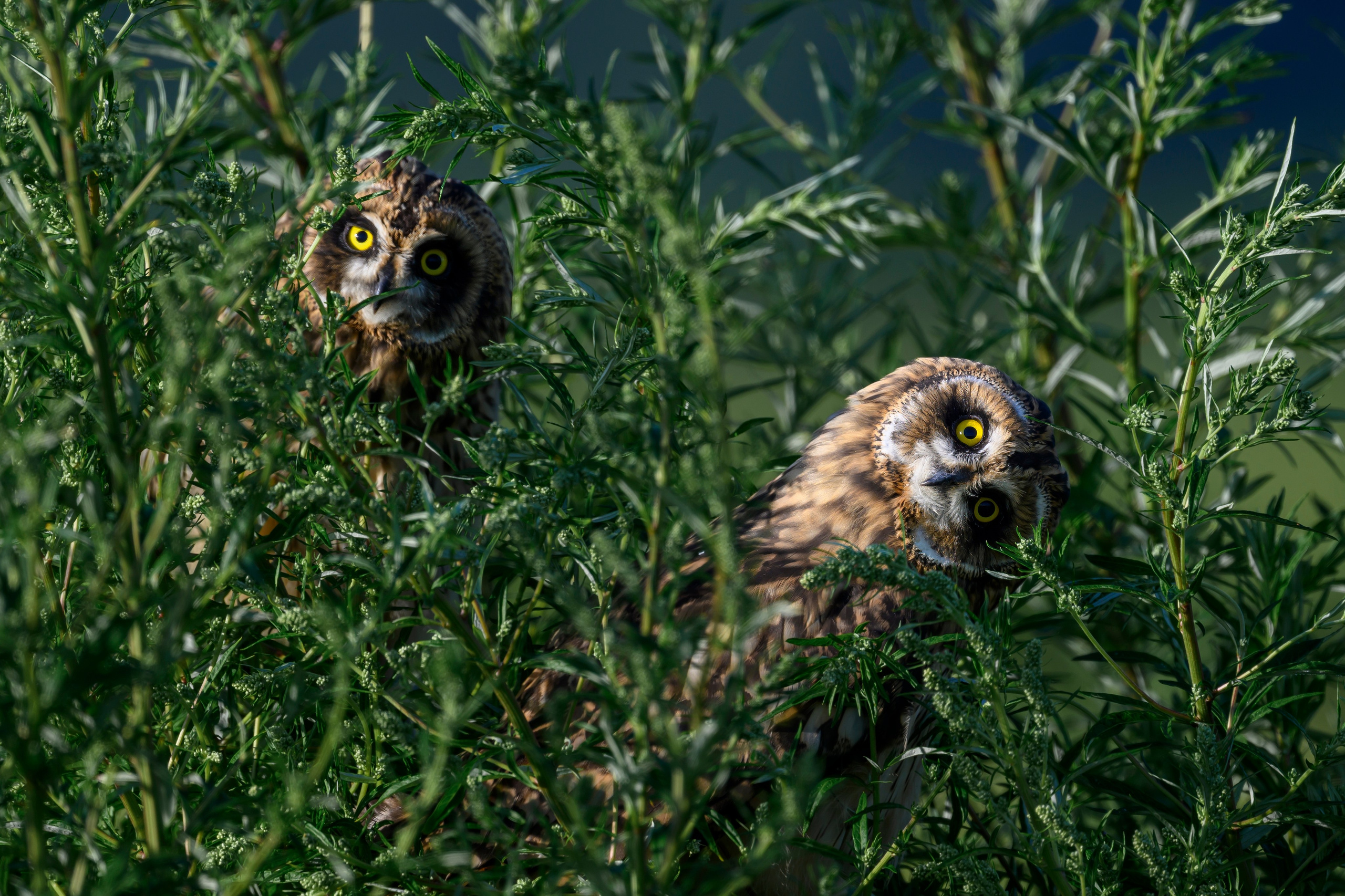 Short eared owl. Wildlife photography by Sergey Puponin