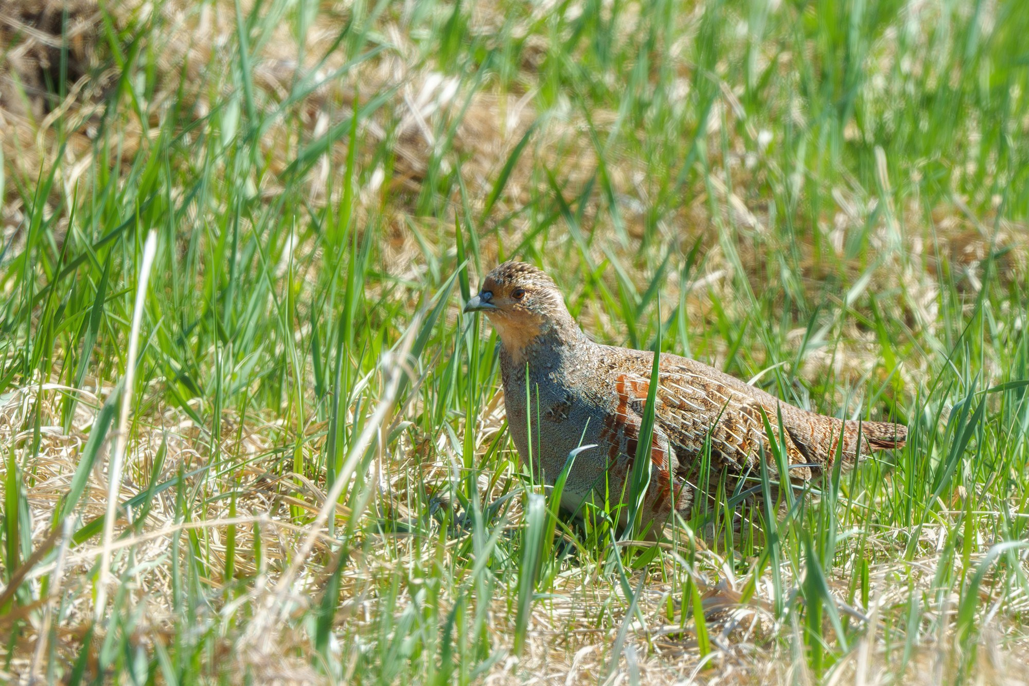 Удивительные мир птиц. Вокруг нас столько прекрасного — присмотритесь!. Ваш личный фотограф Марина Волкова
