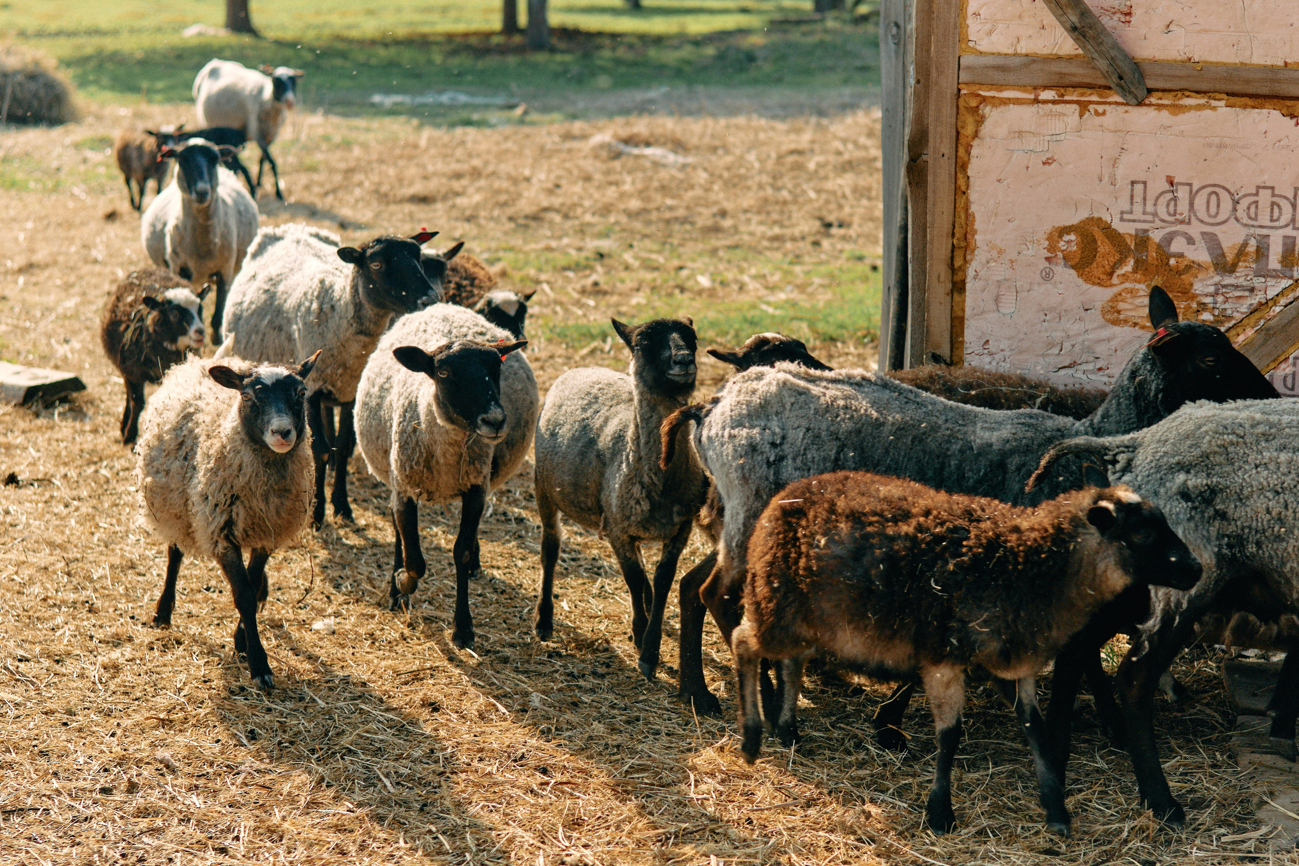 Бутик-отель Поле летом. Профессиональный Фотограф во Владимире, в Москве и в Суздале — Полина Романычева