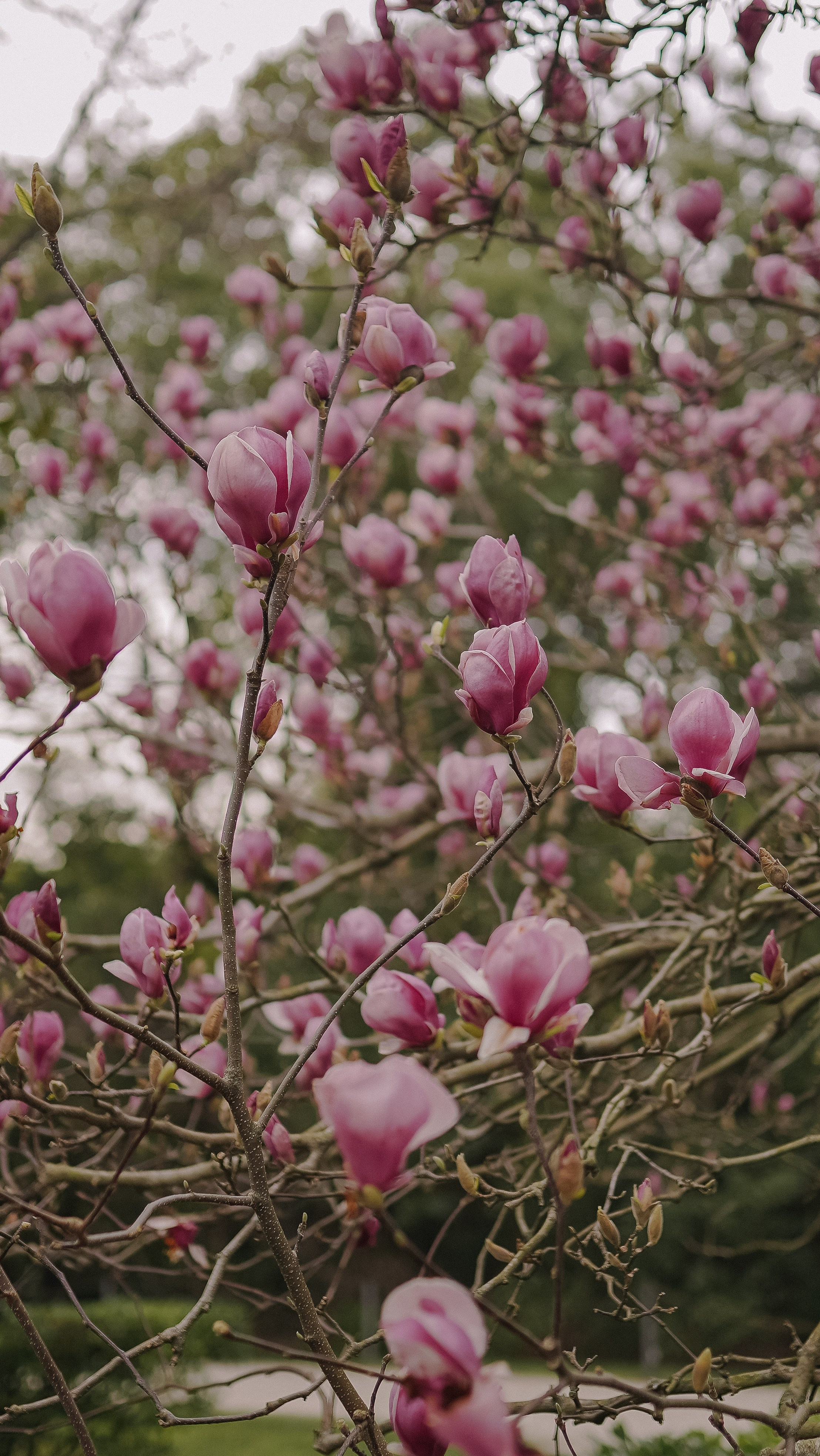 ЦВЕТЕНИЕ. Милана Довгаль - семейный фотограф и видеограф  в Адлере и Сочи