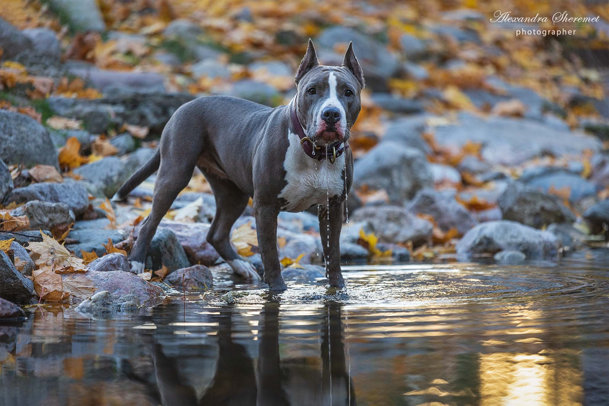 Шерри. Фотограф-анималист Александра Шеремет