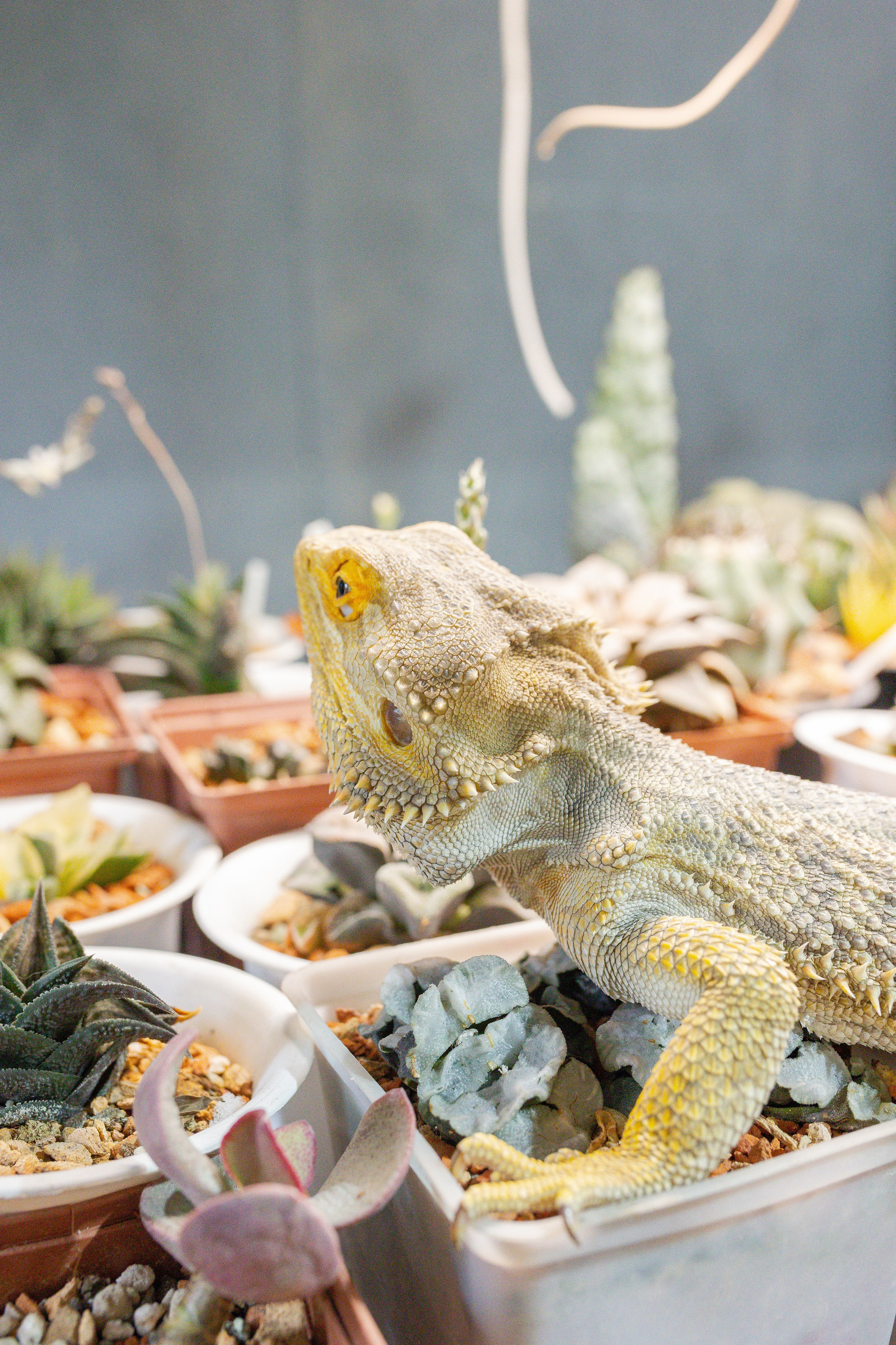 Кактус Фест. Александра Куликова фотограф, Москва