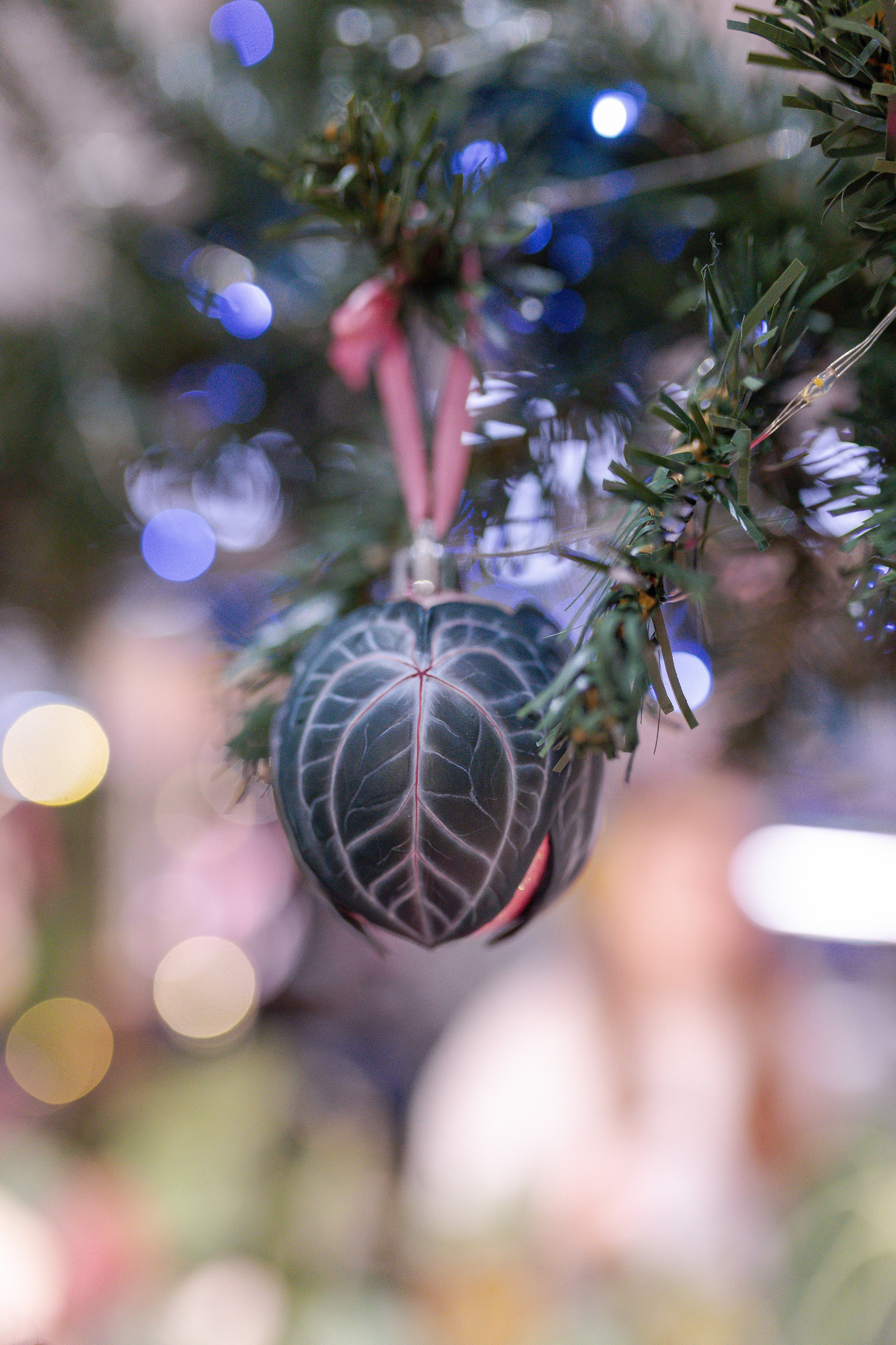 Орхидиум 12.2025. Александра Куликова фотограф, Москва