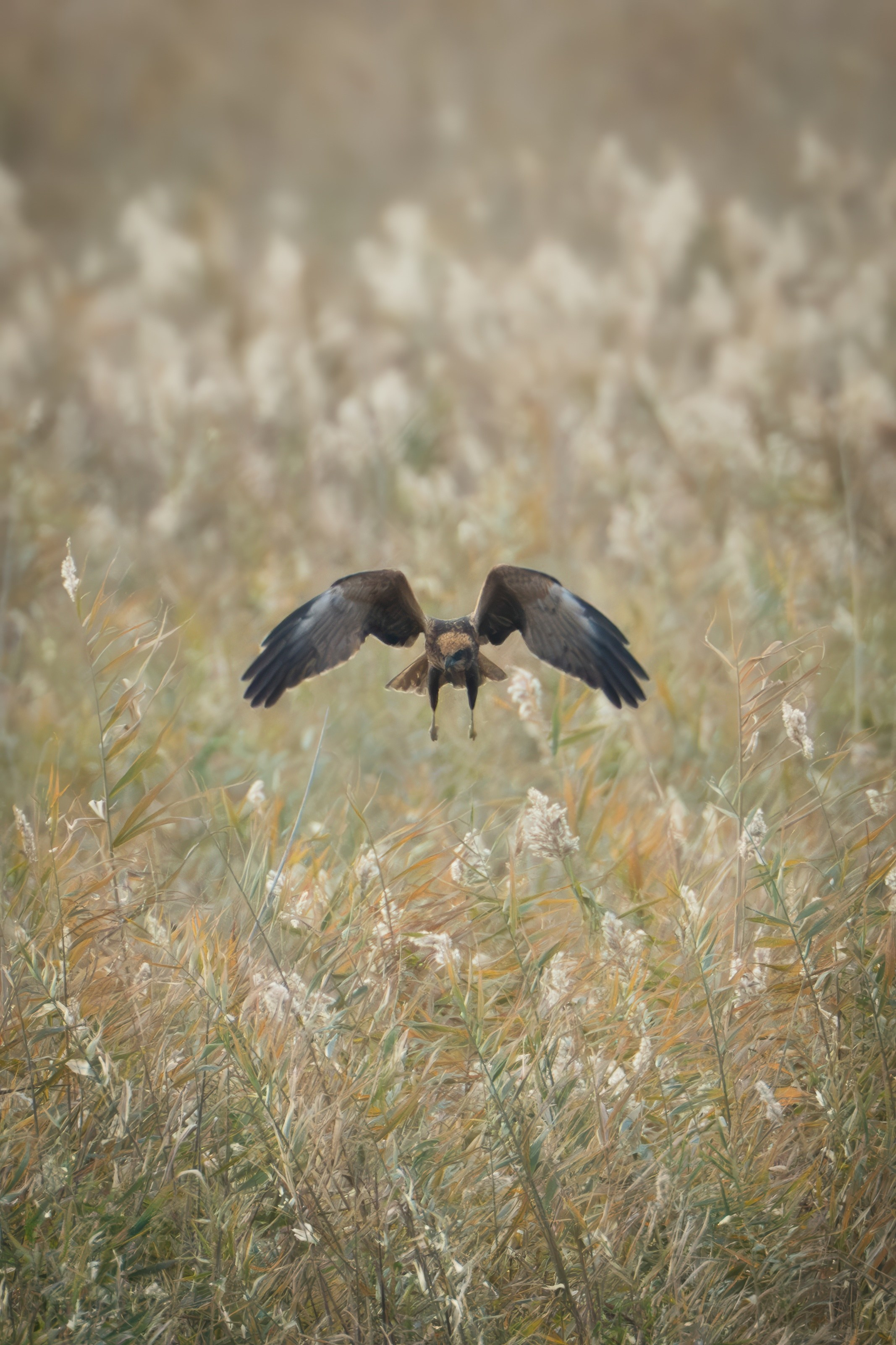 Болотный лунь