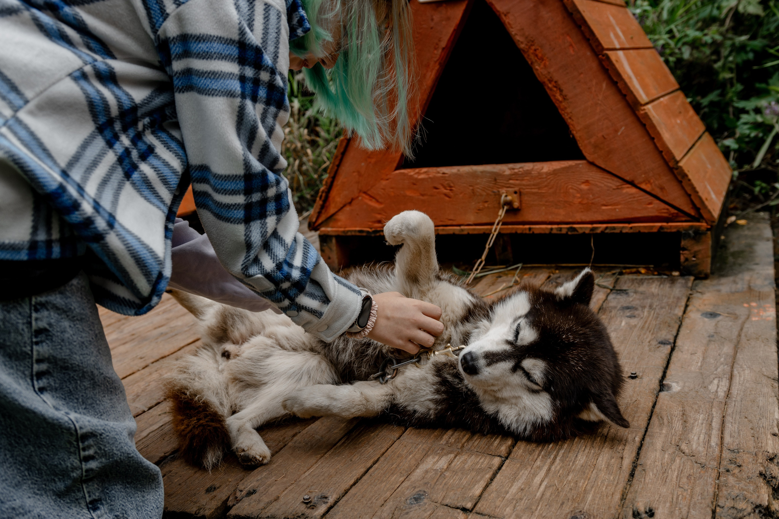 Дог-треккинг