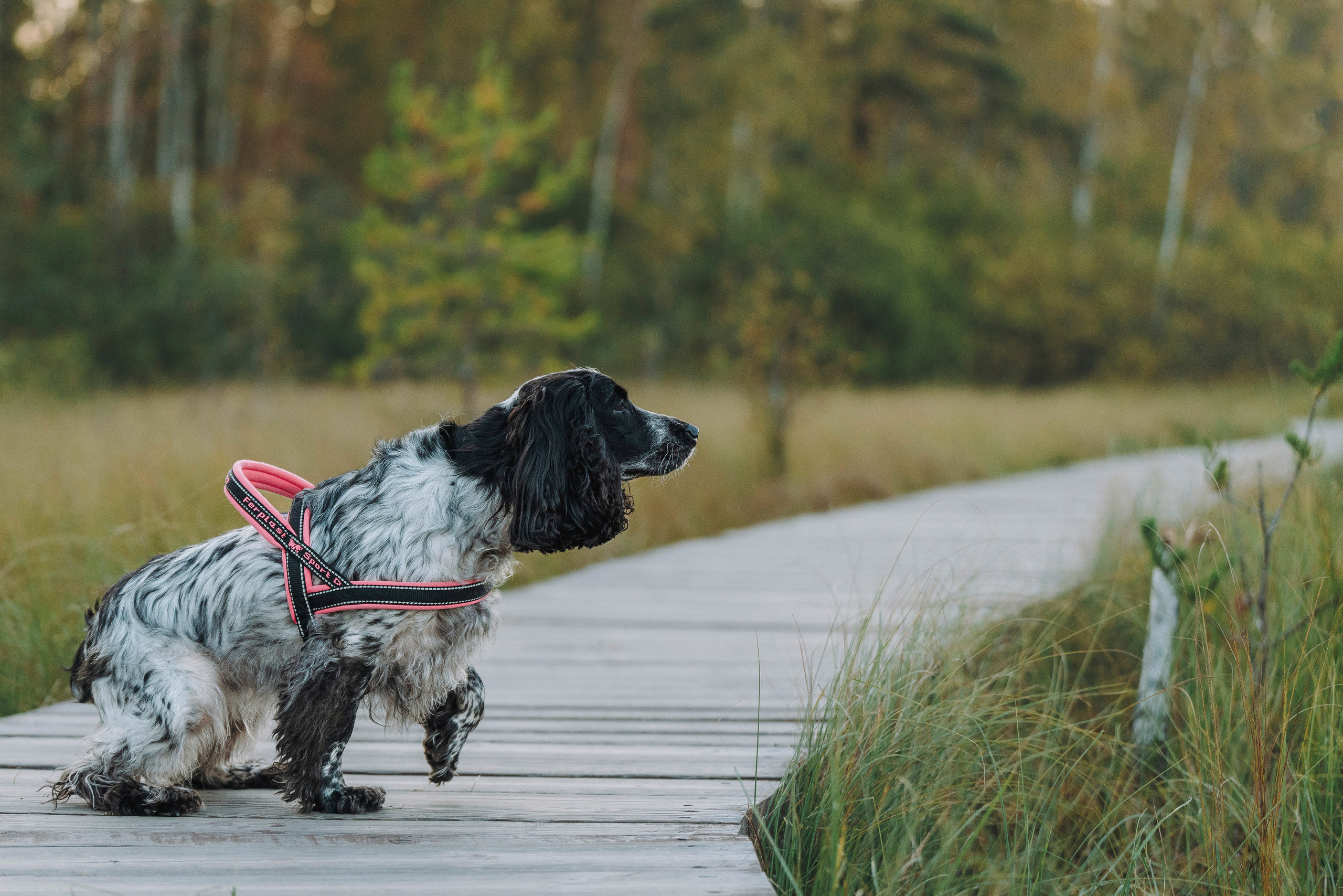 Аня и Тея. Фотограф анималист в Спб недорого Олеся Майорова