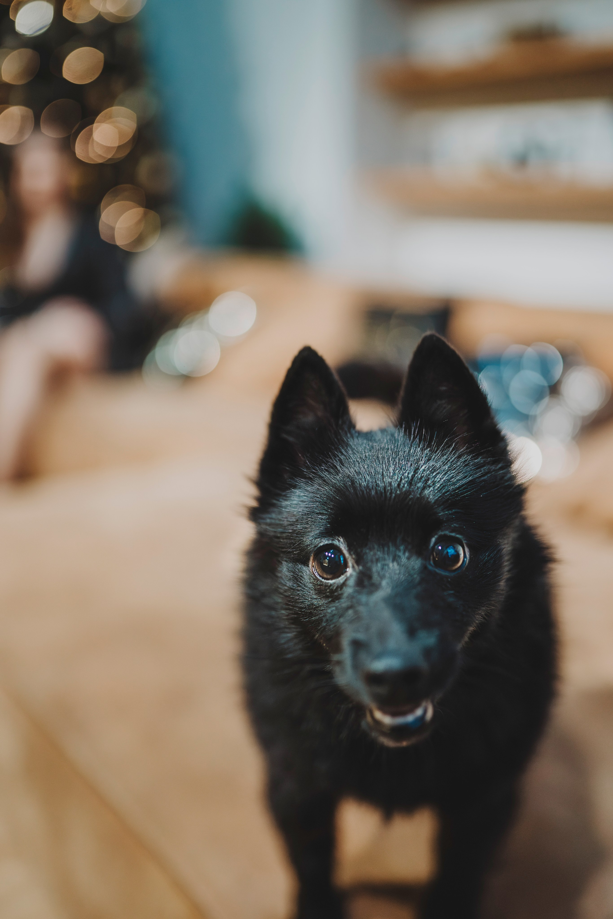 Аня, Андуин и Тесс. Фотограф анималист в Спб недорого Олеся Майорова