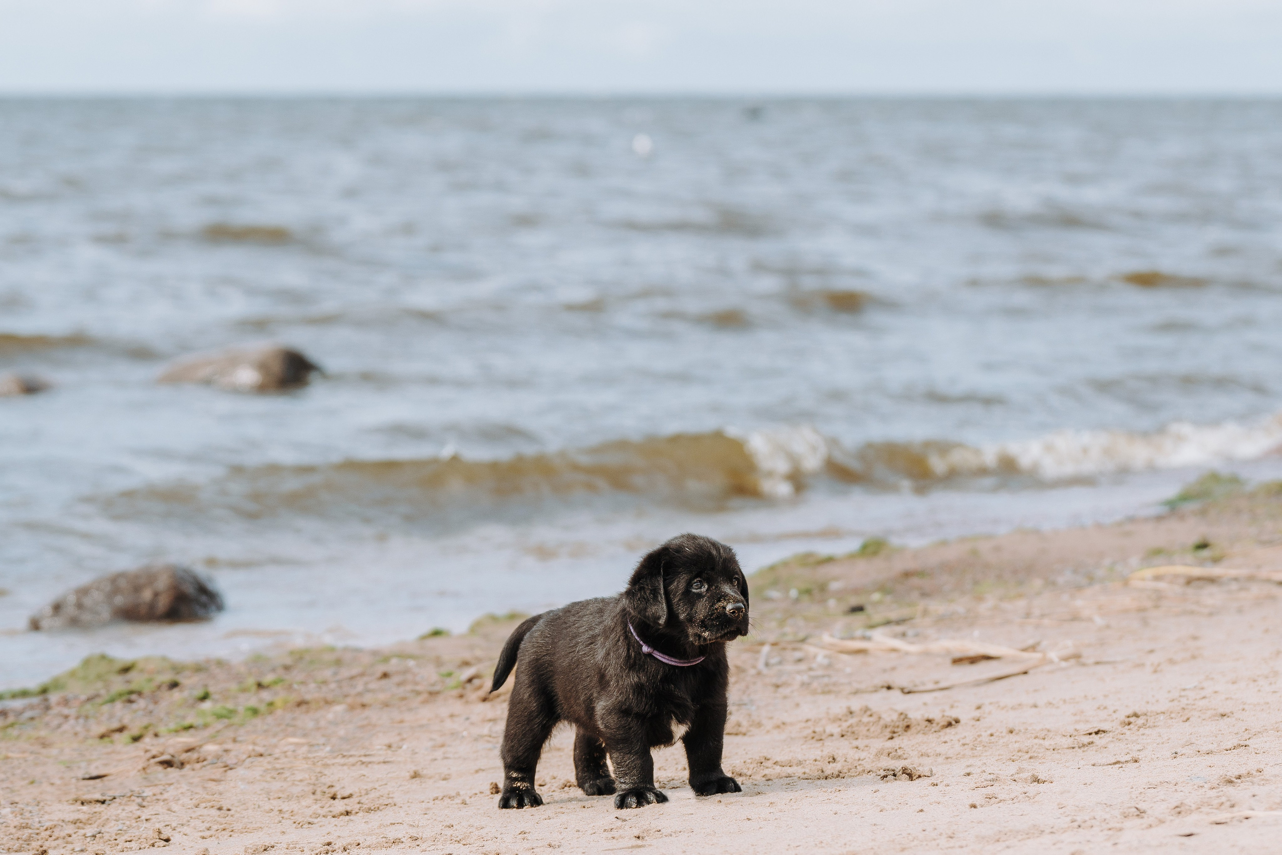 Лабрадорчики на пляже. Фотограф анималист в Спб недорого Олеся Майорова