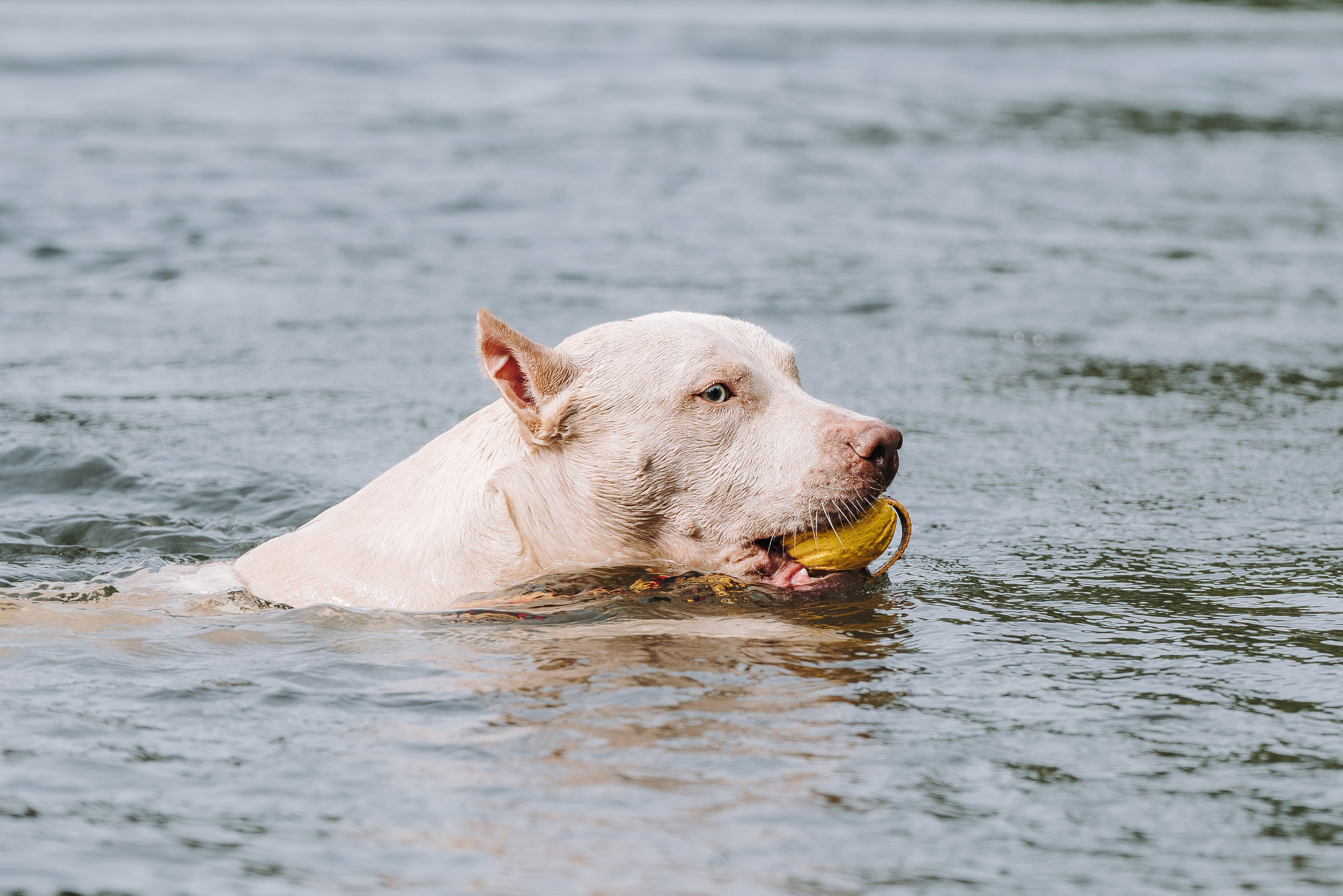 Оля и Гламур. Фотограф анималист в Спб недорого Олеся Майорова