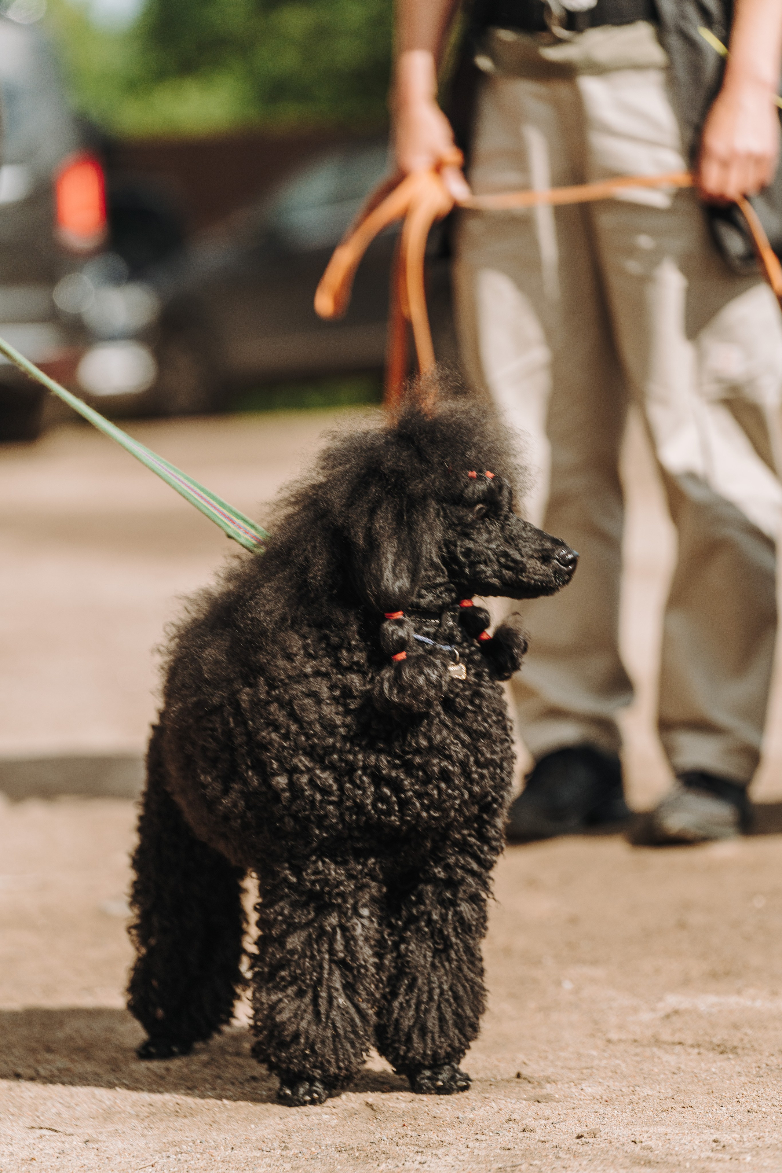 Соревнования по ноузворку. Фотограф анималист в Спб недорого Олеся Майорова