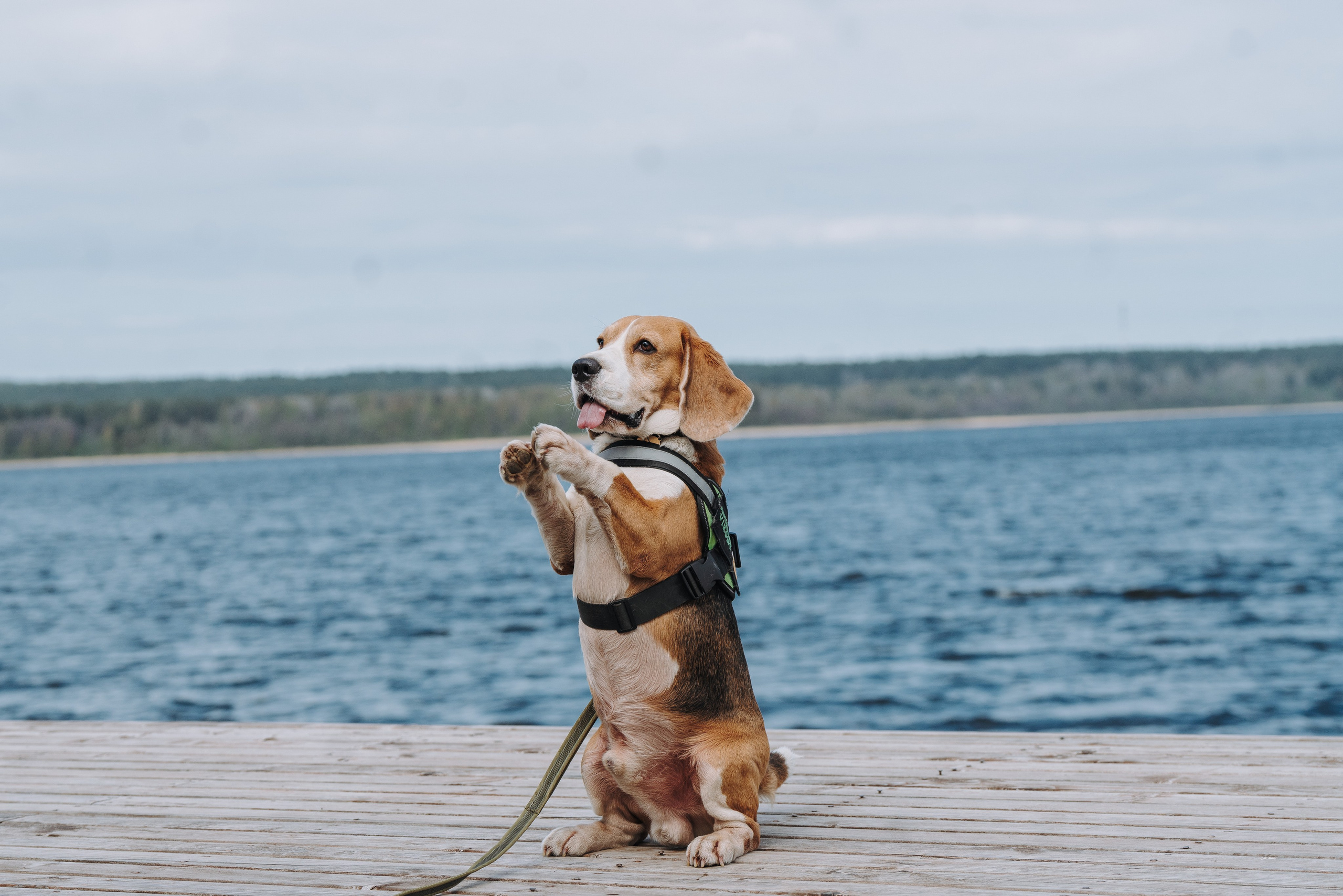 Соревнования по ноузворку в Лосево. Фотограф анималист в Спб недорого Олеся Майорова