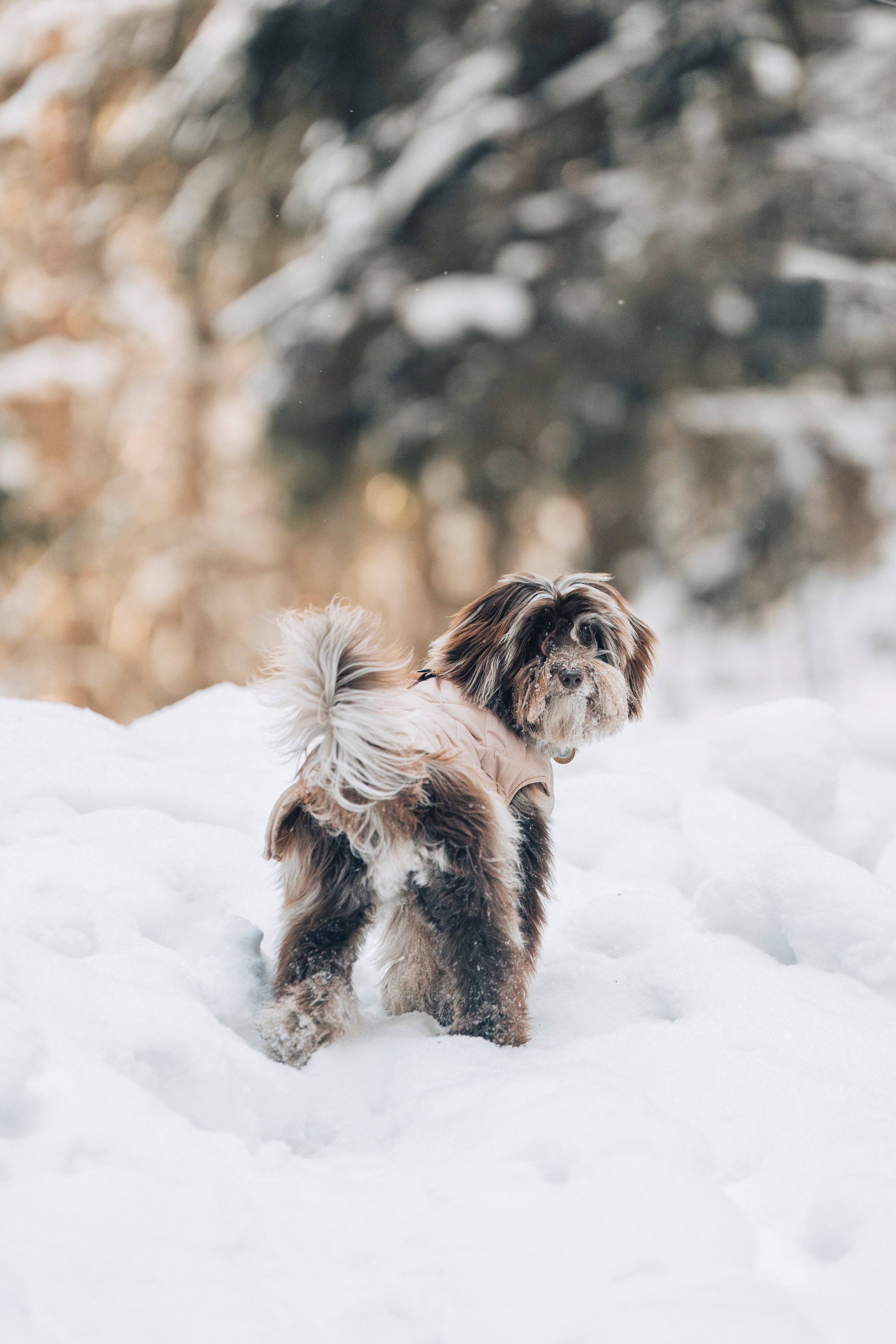 Хэйзел и её семья. Фотограф анималист в Спб недорого Олеся Майорова