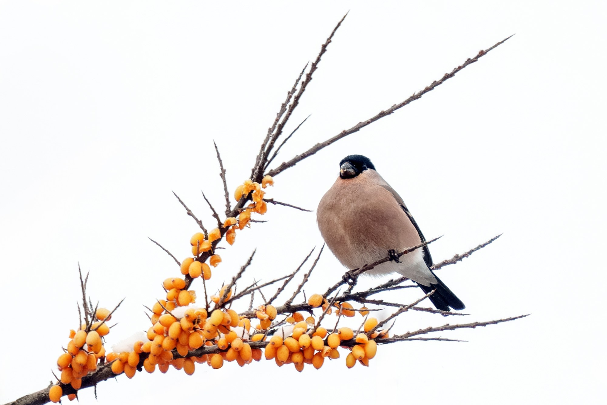Удивительные мир птиц. Вокруг нас столько прекрасного — присмотритесь!. Ваш личный фотограф Марина Волкова