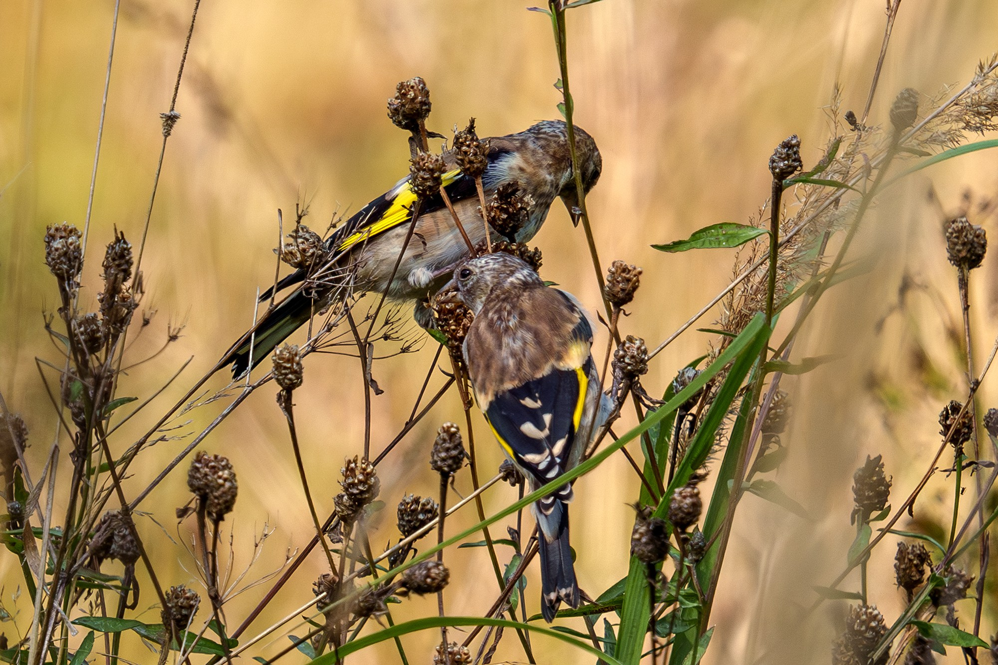 Удивительные мир птиц. Вокруг нас столько прекрасного — присмотритесь!. Ваш личный фотограф Марина Волкова