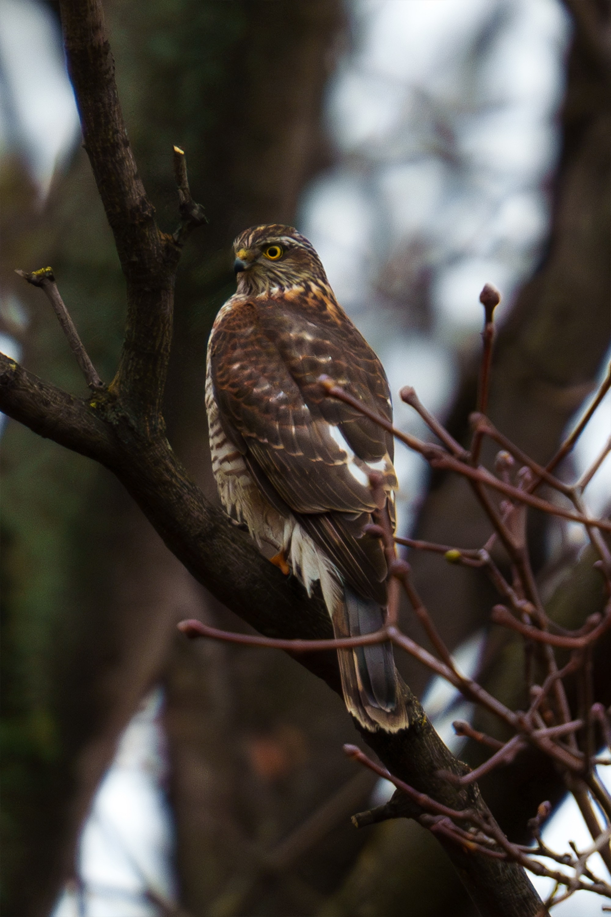 Удивительные мир птиц. Вокруг нас столько прекрасного — присмотритесь!. Ваш личный фотограф Марина Волкова