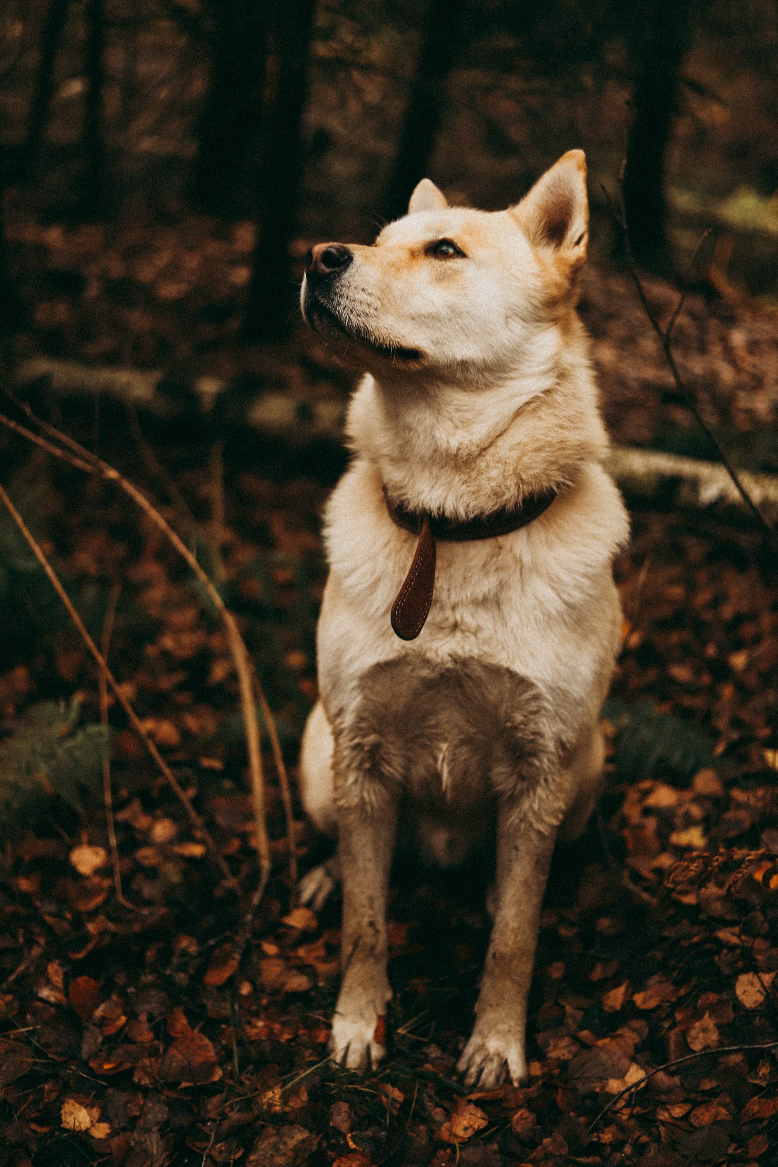 Анастасия, Кирилл и Мел, Мира и Марта. Фотограф Москва и Санкт-Петербург