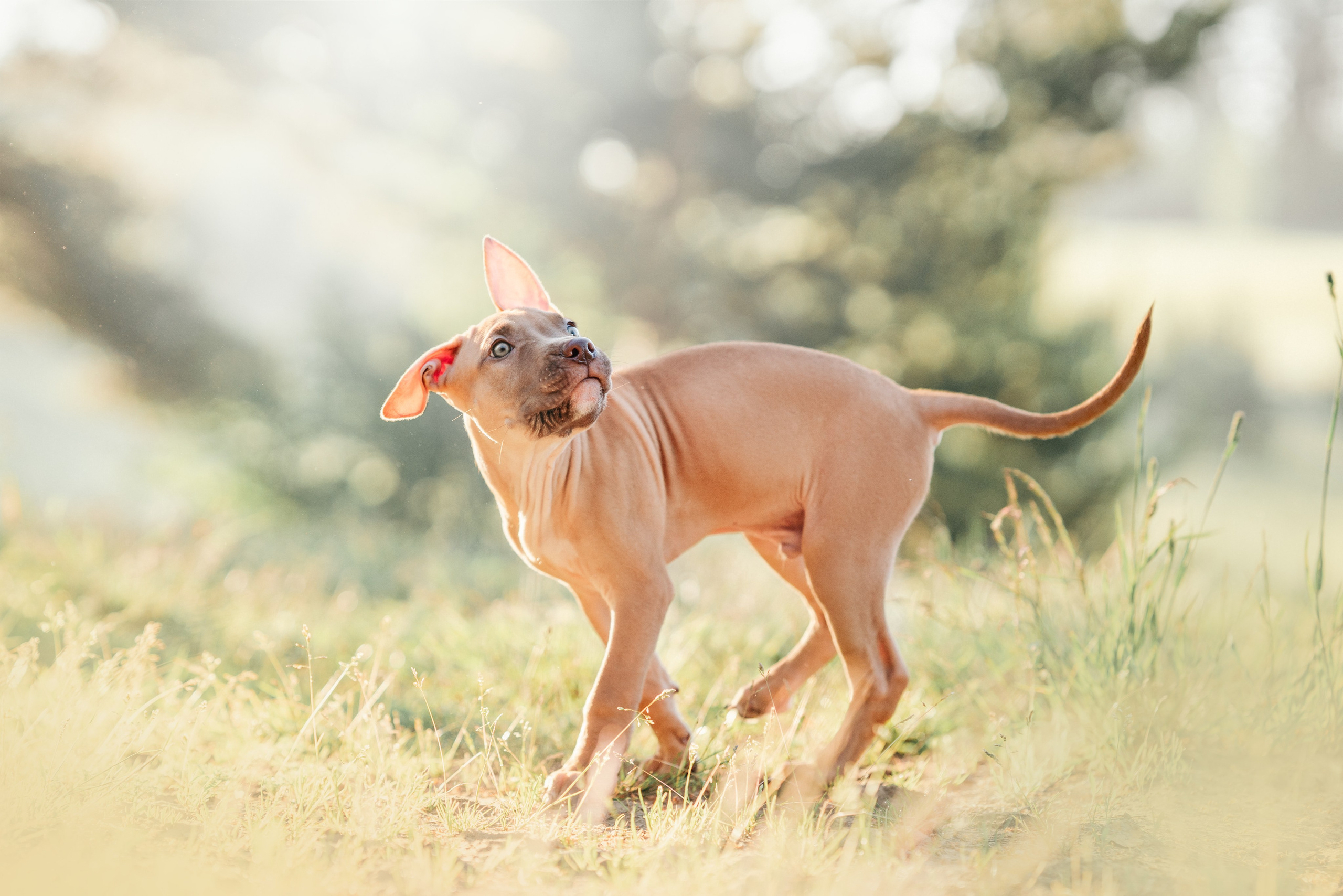 АПБТ. Фотограф анималист Осипчикова Мария