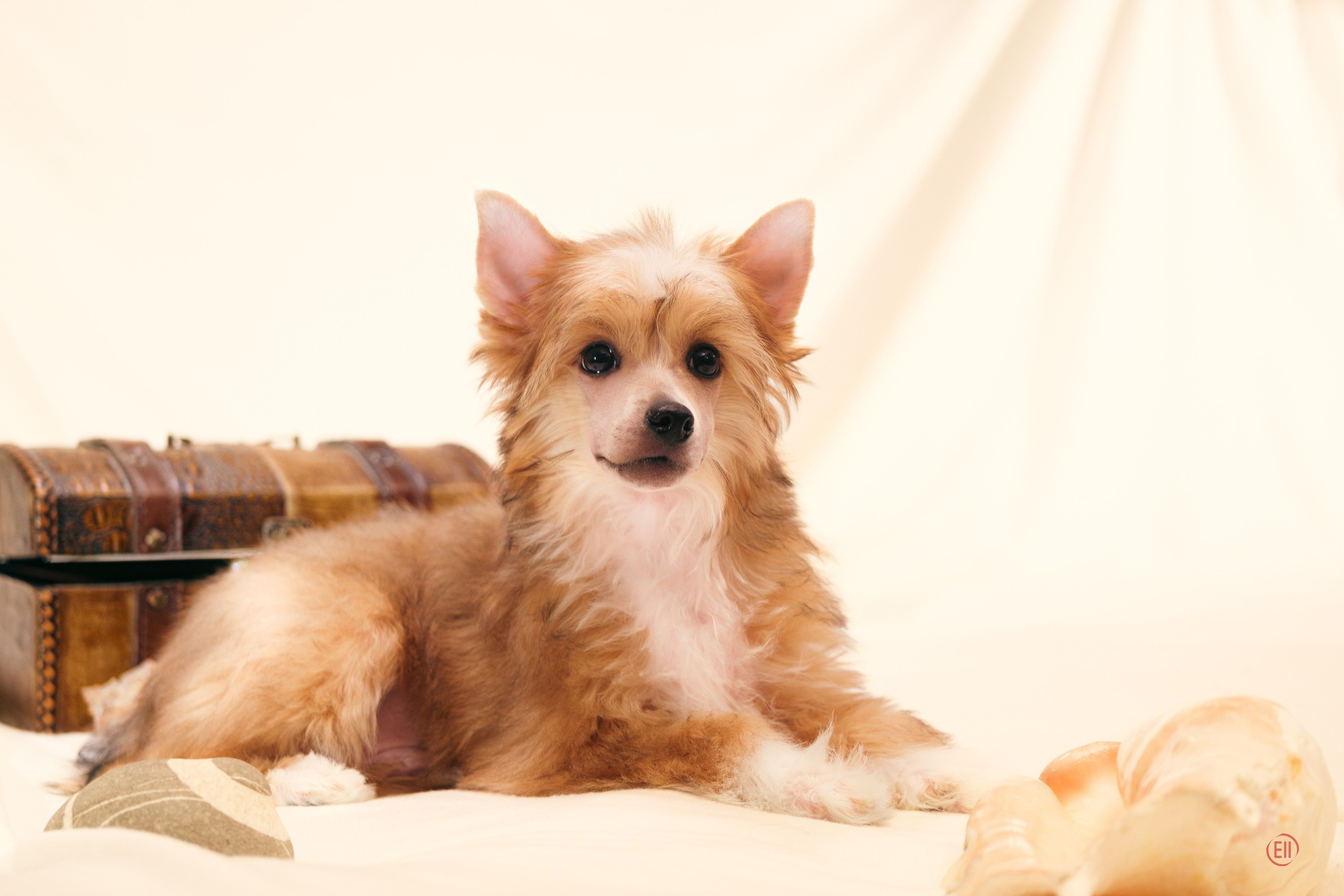 Poale Ell Veles. Chinese Crested Dog Kennel Poale Ell