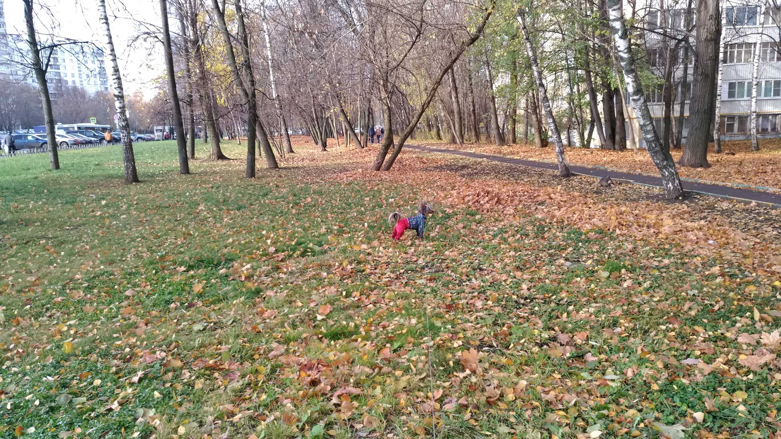 Адам на прогулке. Питомник китайских хохлатых собак Poale Ell: купить щенка