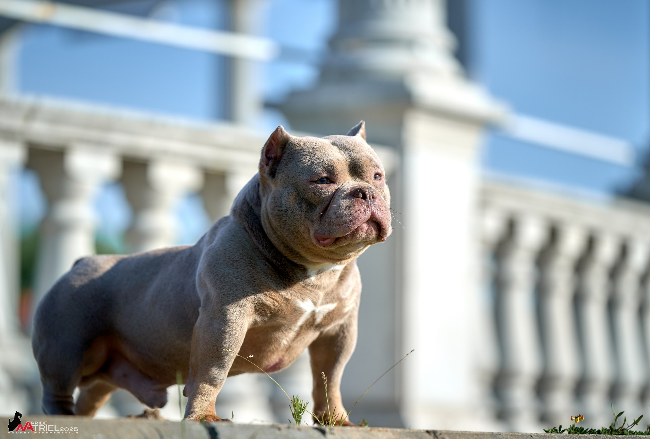 Съемка собак породы булли на природе