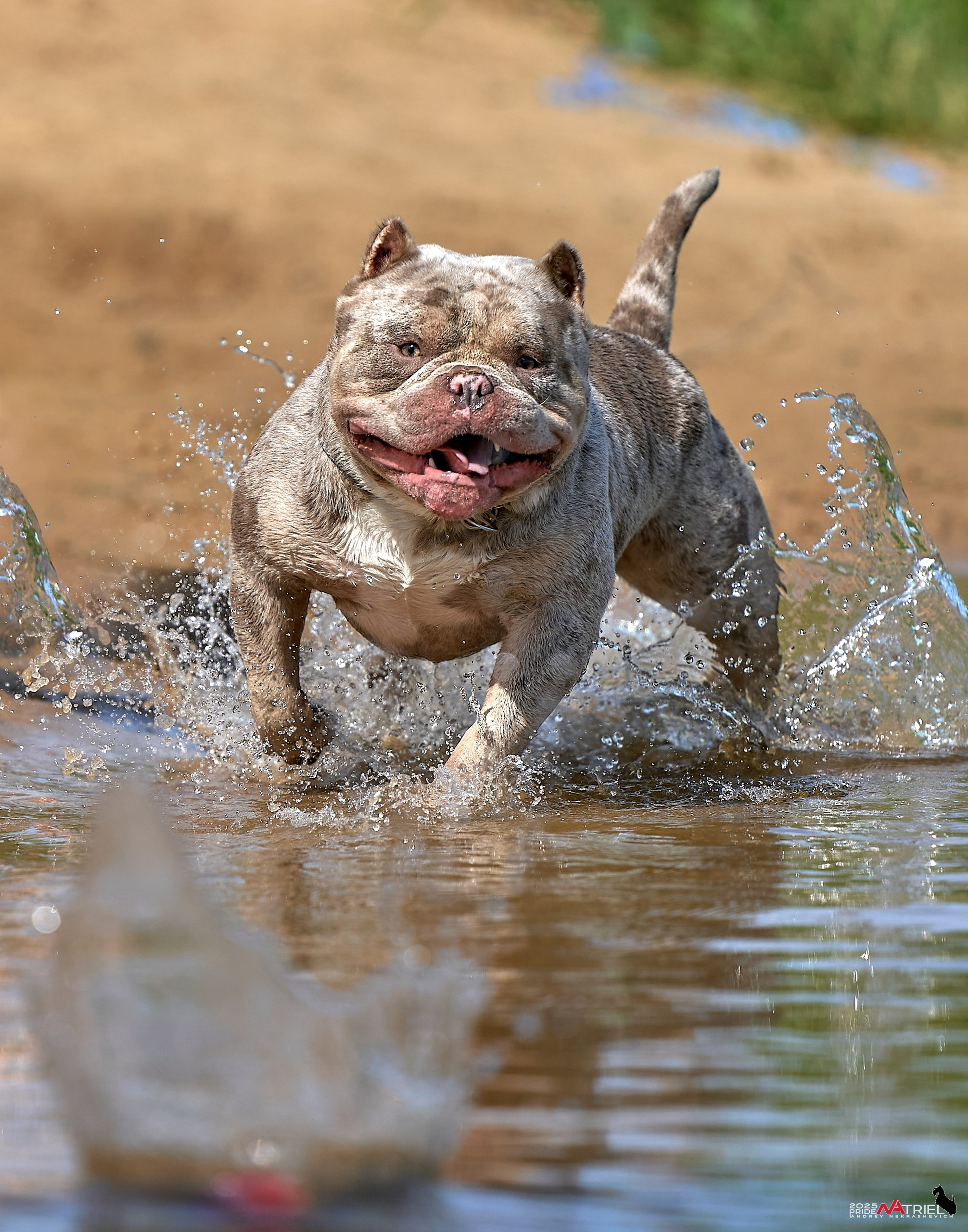 Съемка собак породы булли на природе