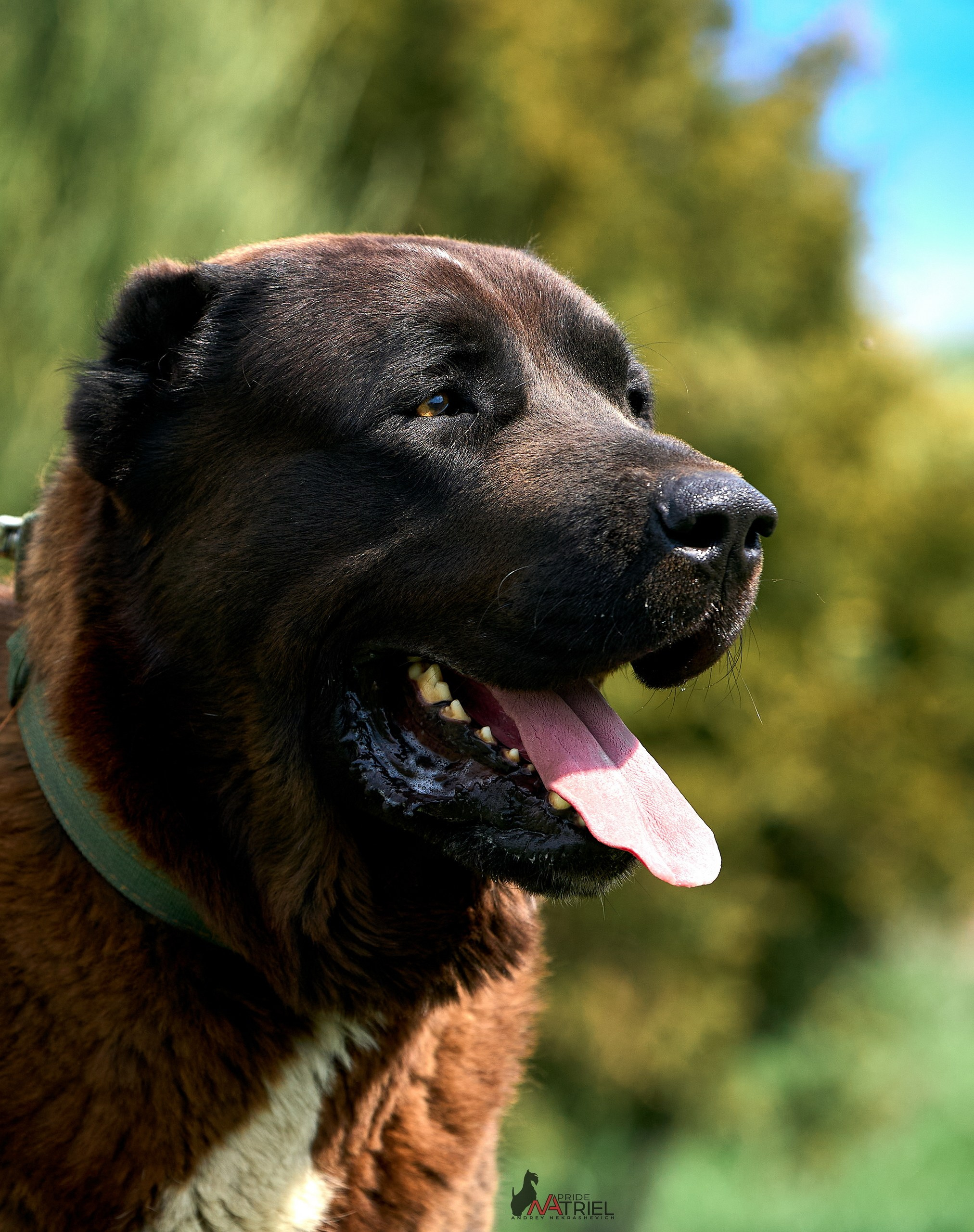 Среднеазиаты — щенки и взрослые