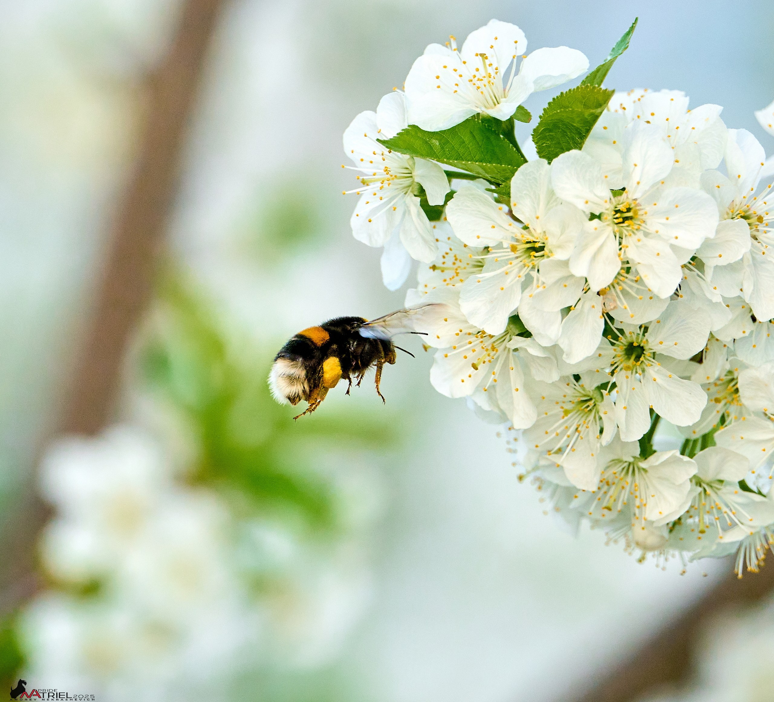 Природа в апреле. Всё в цветении!