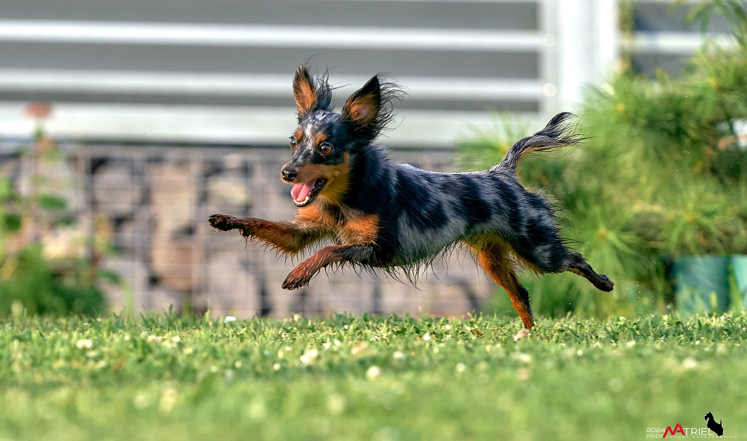 Фотопрогулка с крысариками