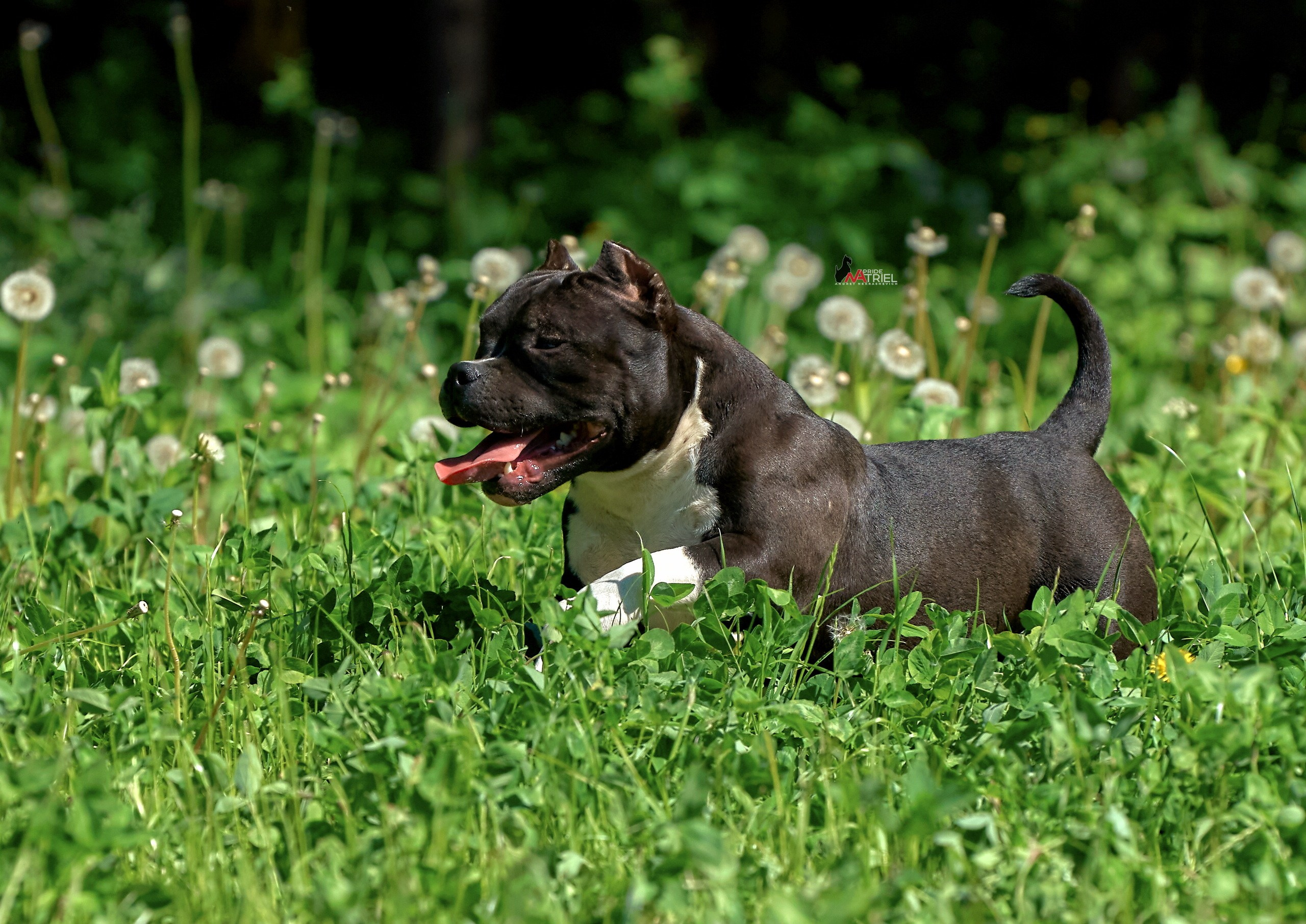 Прогулка в движении — галерея NATRIEL