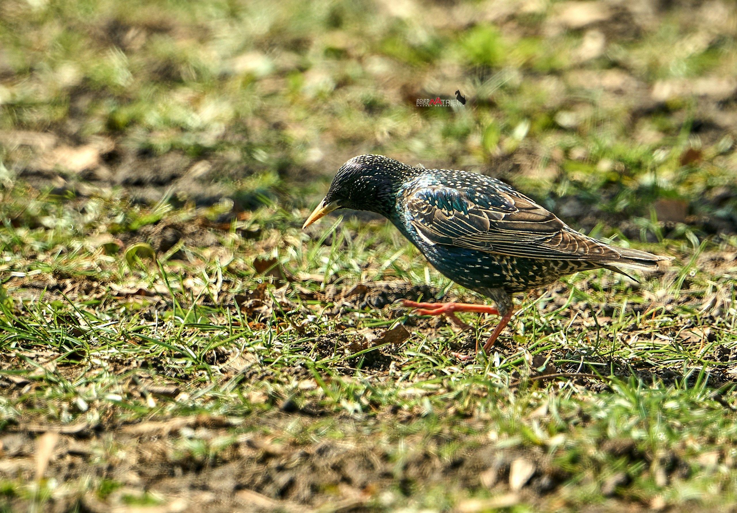 Природа в апреле