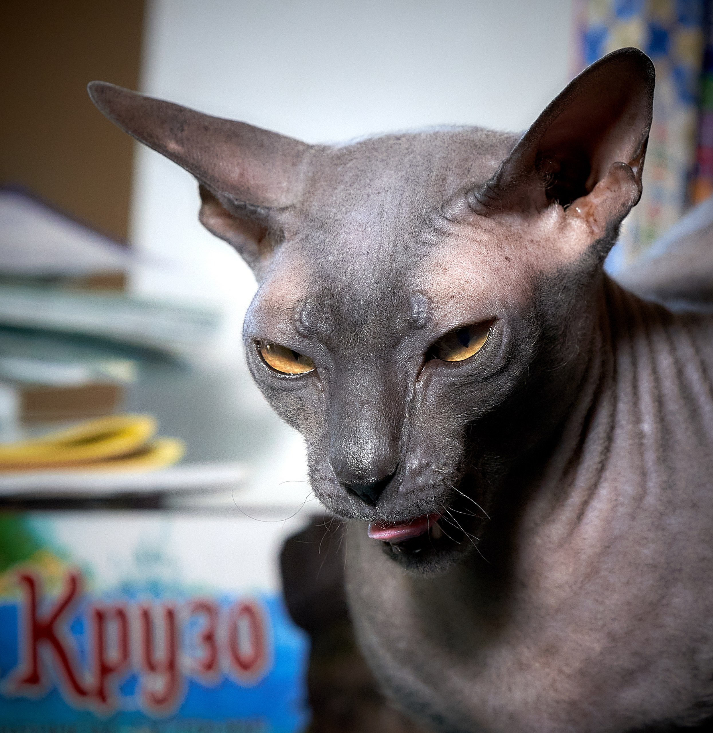 Домашние кошки — галерея NATRIEL