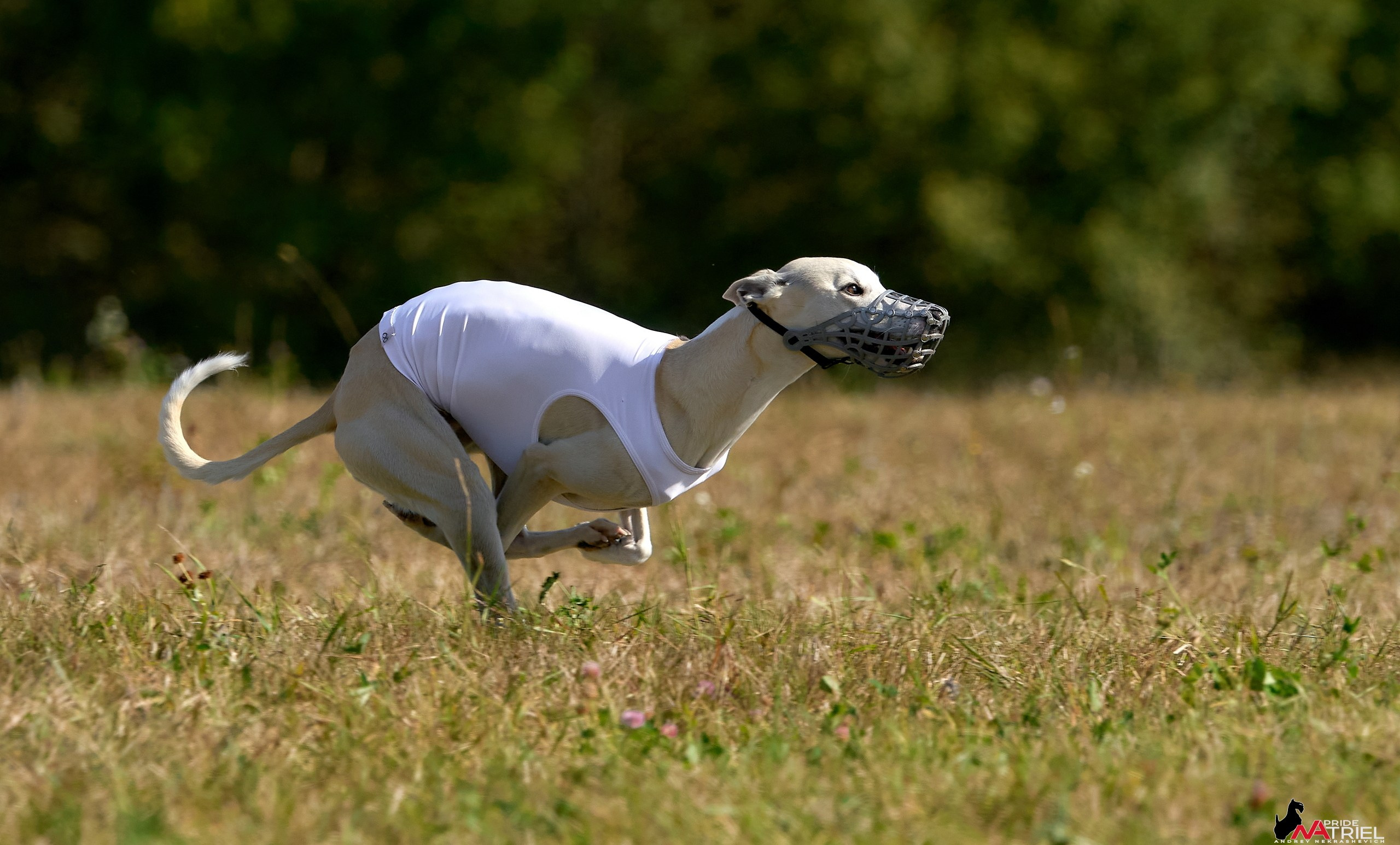 Съемка курсинг — галерея NATRIEL