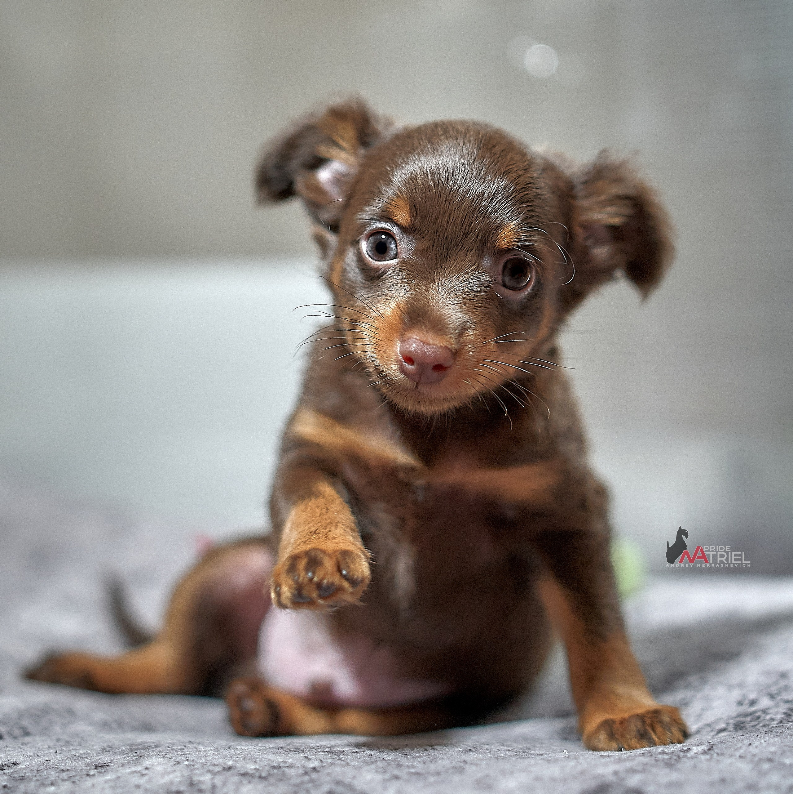 Щенки дома — галерея NATRIEL