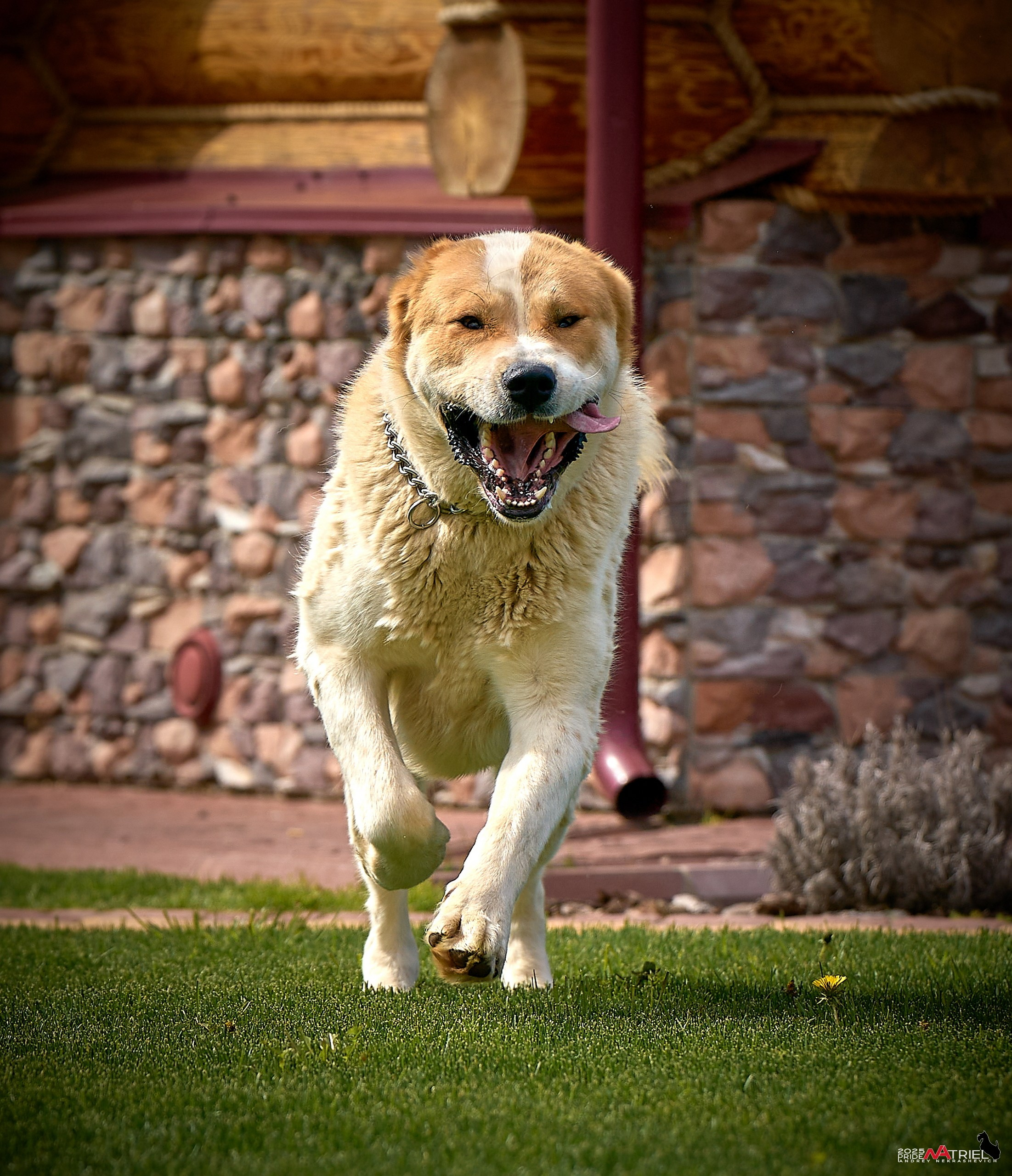 Съемка в питомнике