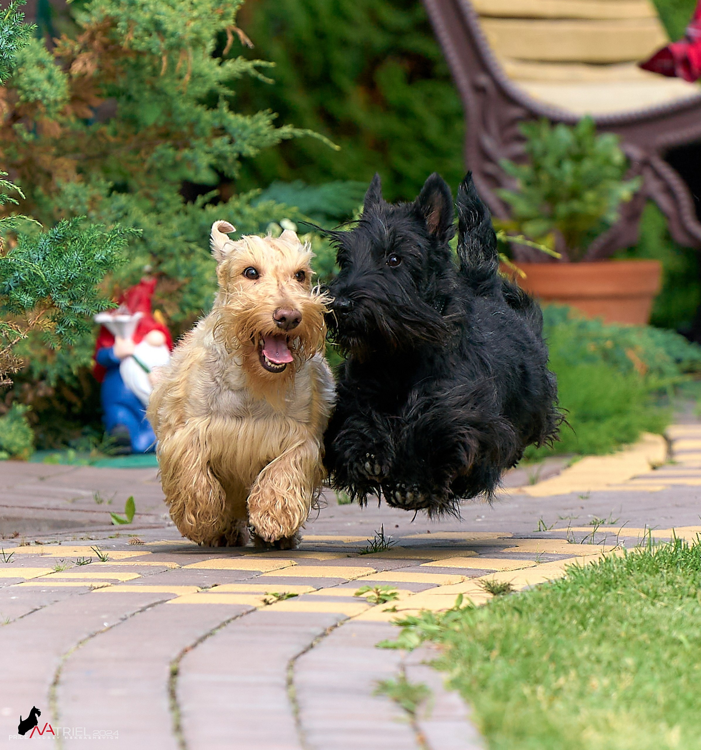 Скотчесемья «ИмпериалИти»